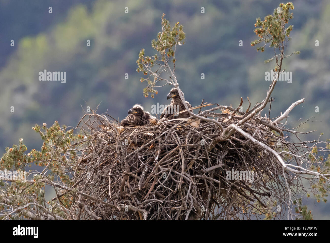 Bald eagle eaglets at the Los Angeles mountains nest Stock Photo Alamy