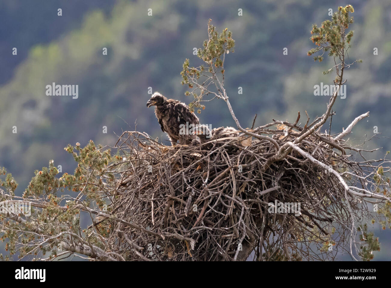 Bald eagle eaglets at the Los Angeles mountains nest Stock Photo Alamy