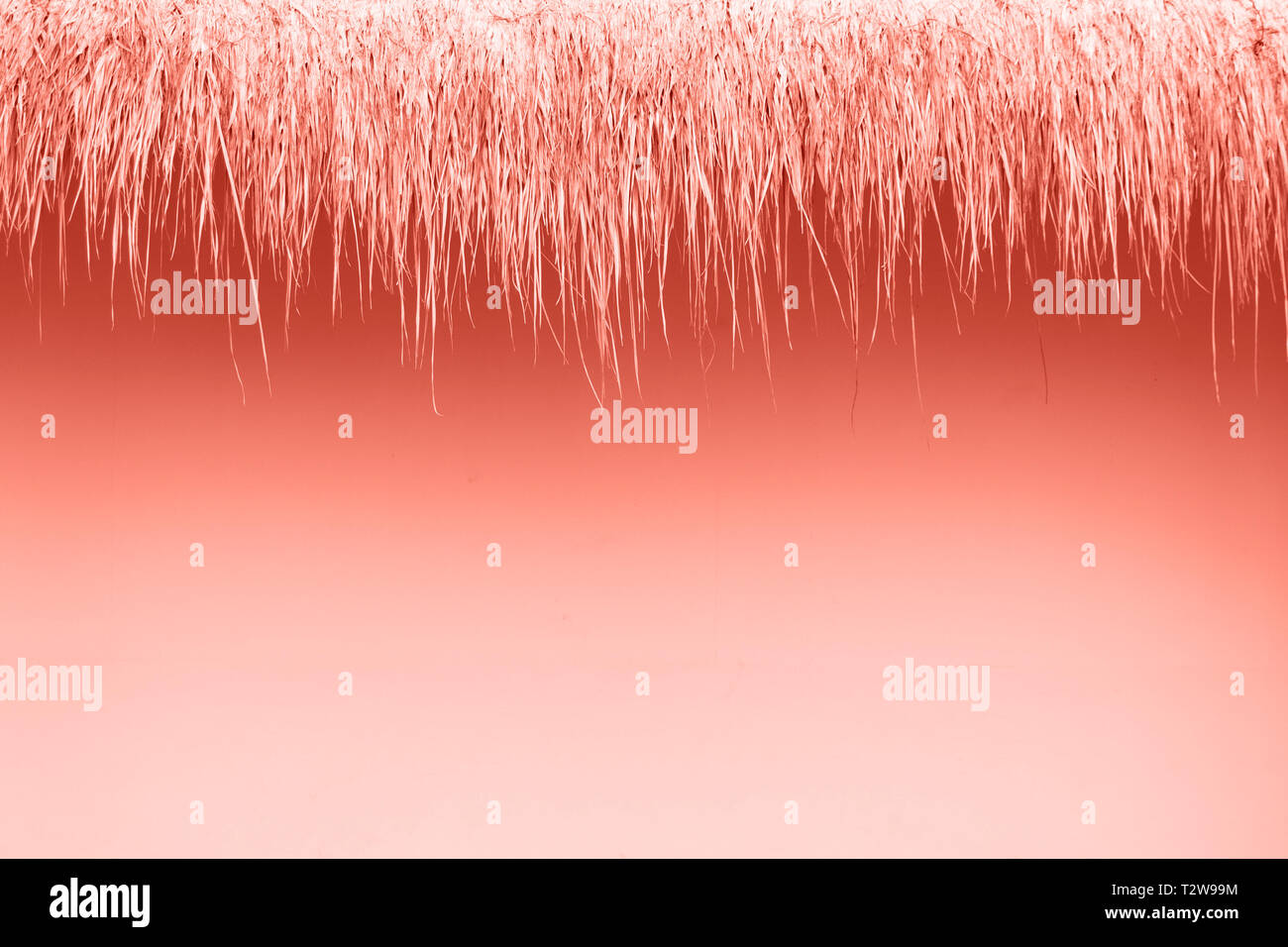 Painted coral color of thatch roof made of grass. Trendy tone. Place for design. Stock Photo