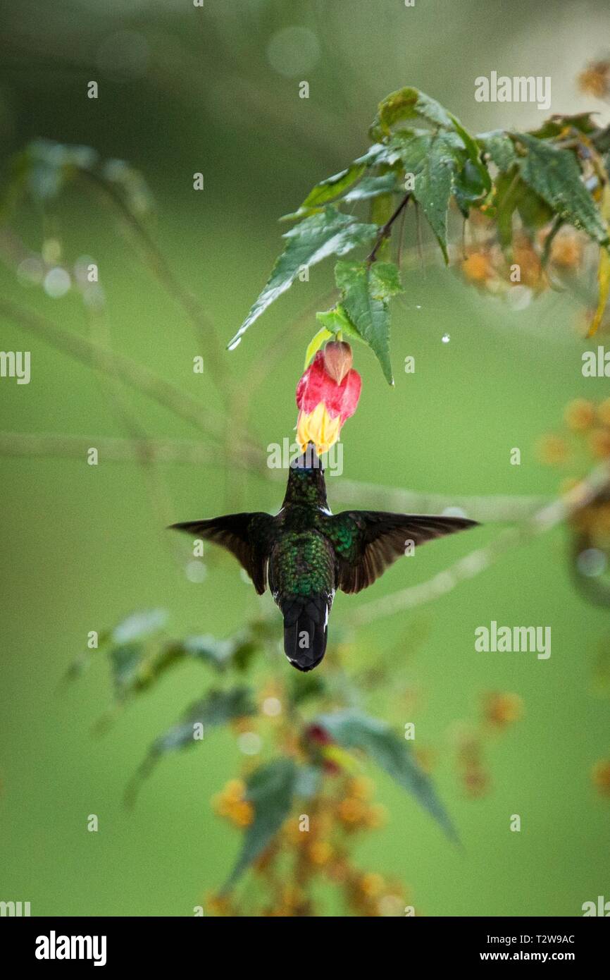 Colared inca howering next to yellow and orange flower, Colombia hummingbird with outstretched wings,hummingbird sucking nectar from blossom,animal in Stock Photo