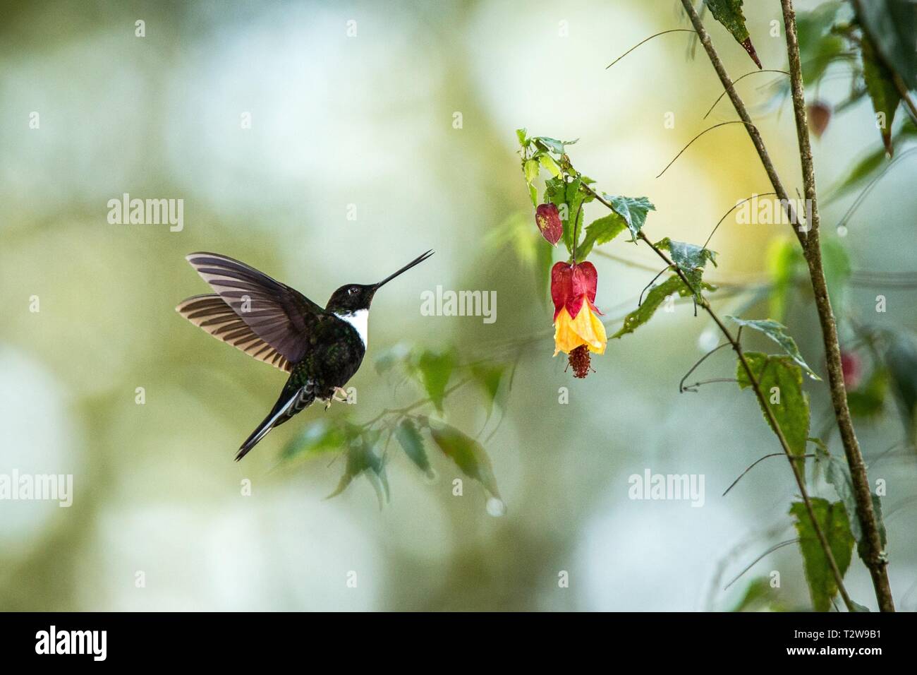 Colared inca howering next to yellow and orange flower, Colombia hummingbird with outstretched wings,hummingbird sucking nectar from blossom,animal in Stock Photo