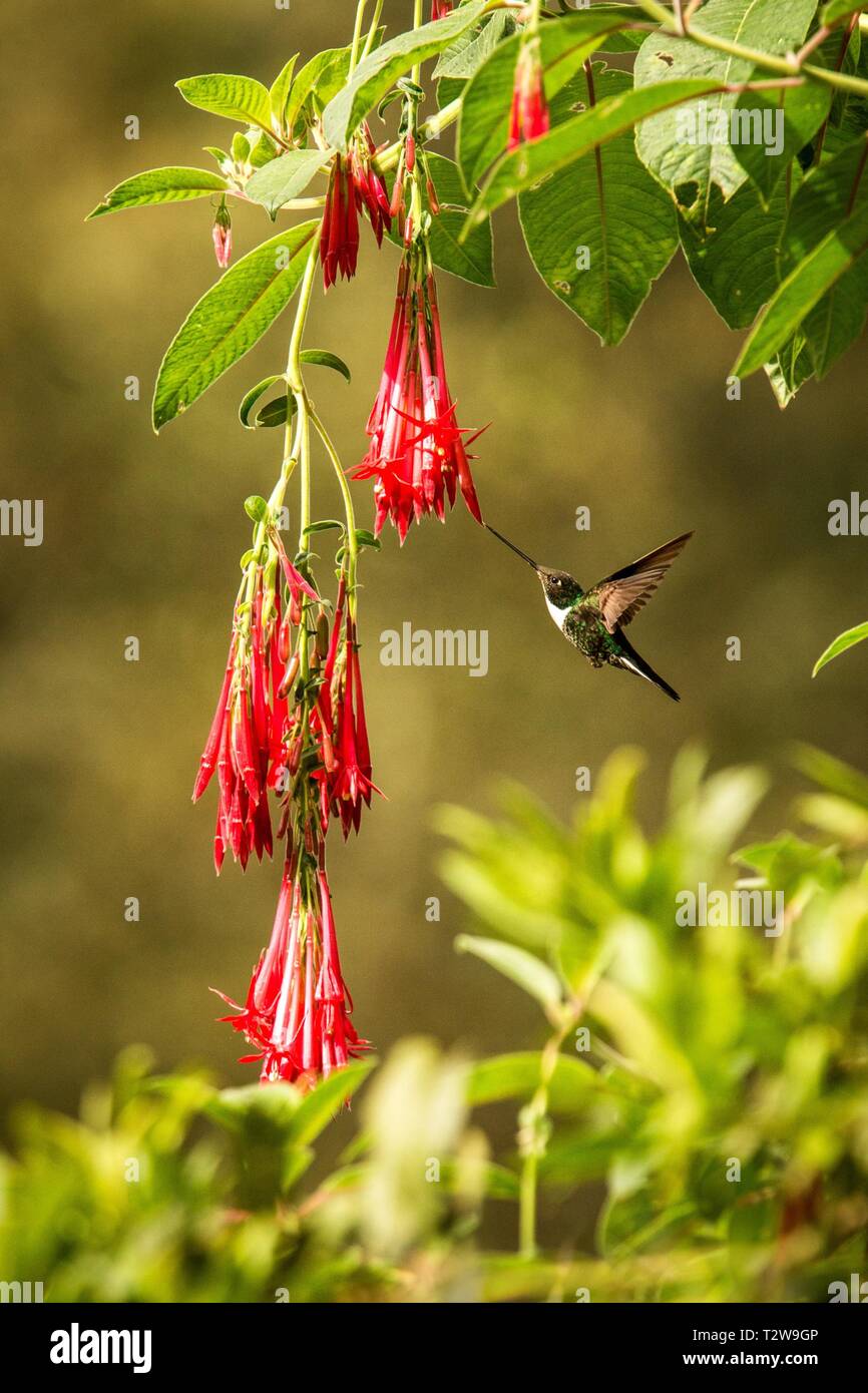 Colared inca howering next to red flower, Colombia hummingbird with outstretched wings,hummingbird sucking nectar from blossom,animal in its environme Stock Photo