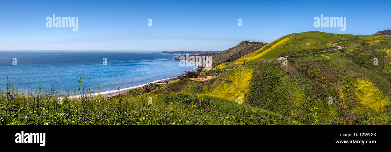 Vibrant yellow wildflowers covering Corral Canyon, Malibu, California in Spring 2019, four months after the Woolsey Fire of November 2018 destroyed th Stock Photo
