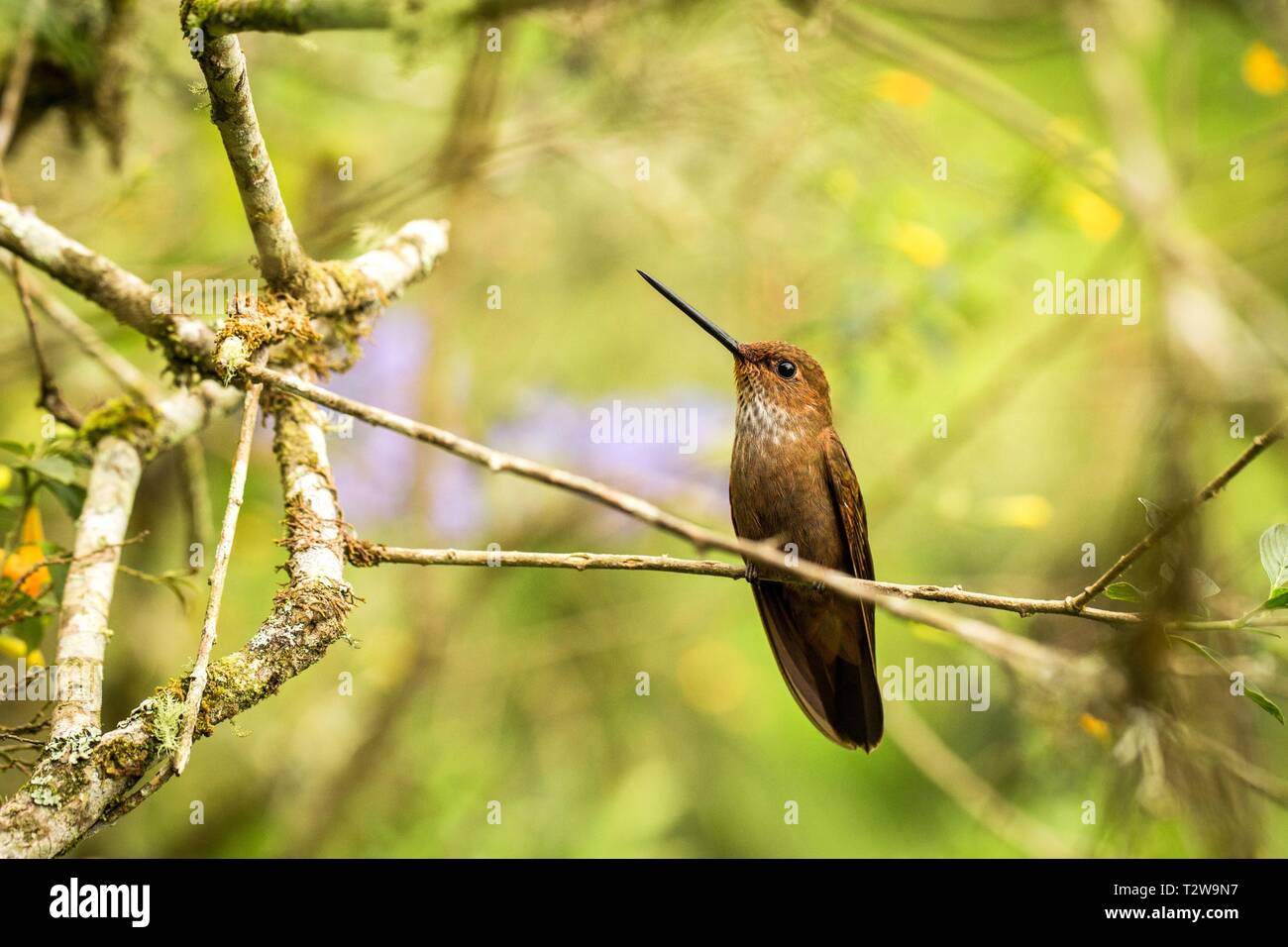 Bronzy inca sitting on branch, hummingbird from tropical forest,Colombia,bird perching,tiny bird resting in rainforest,clear colorful background,natur Stock Photo