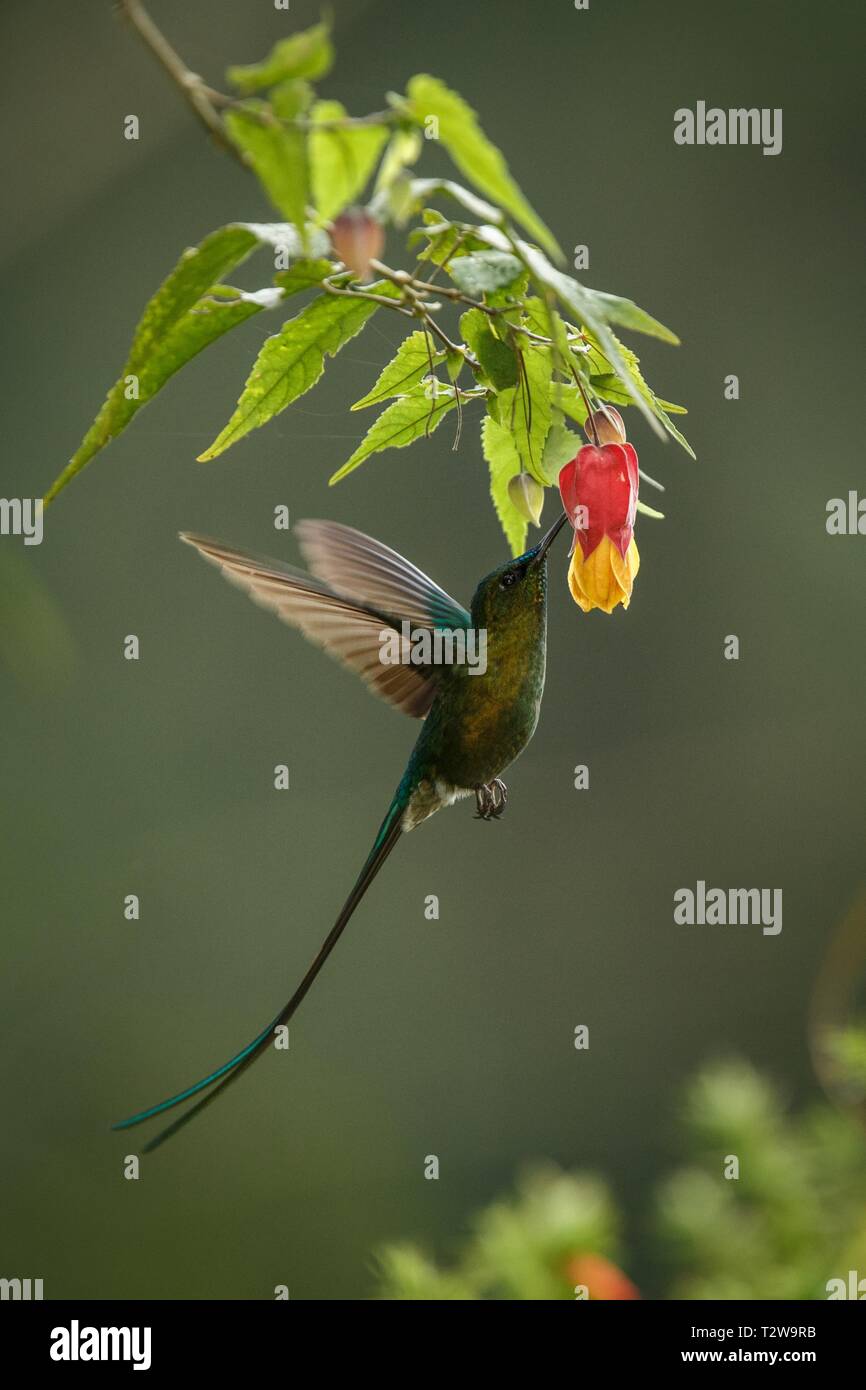 Violet-tailed Sylph howering next to yellow and orange flower, Colombia hummingbird with outstretched wings,hummingbird sucking nectar from blossom,an Stock Photo
