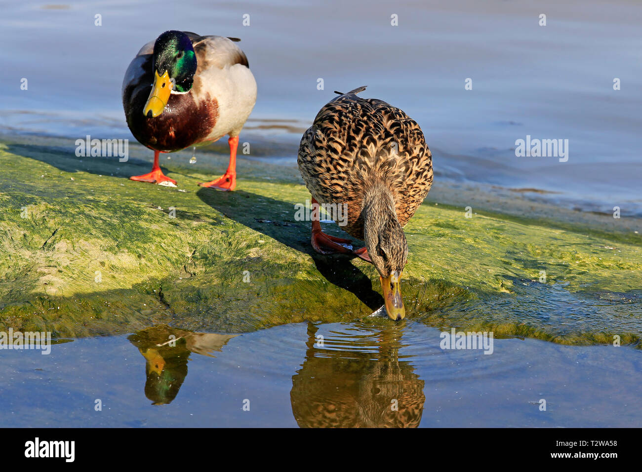 Male and female Mallard, Anas platyrhynchos feeding by seashore. Focus on the female bird. Stock Photo