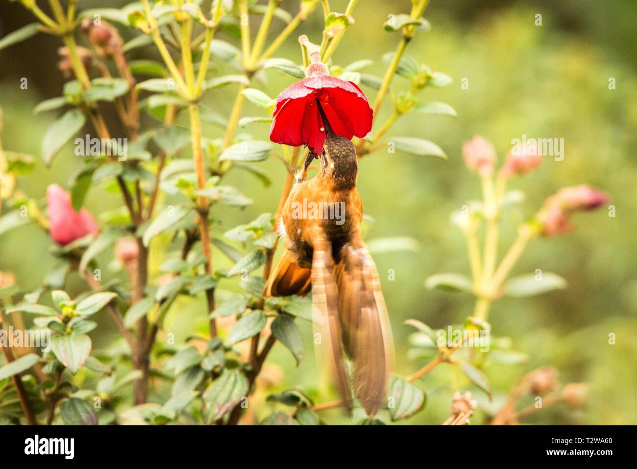 Shining sunbeam howering next to red flower, Colombia hummingbird with outstretched wings,hummingbird sucking nectar from blossom,high altitude animal Stock Photo