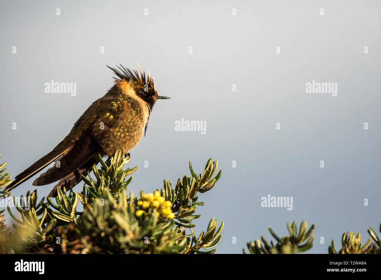 Green-bearded helmetcrest resting on tree with yellow flowers, Colombia, hummingbird sucking nectar from blossom,high altitude animal in its environme Stock Photo