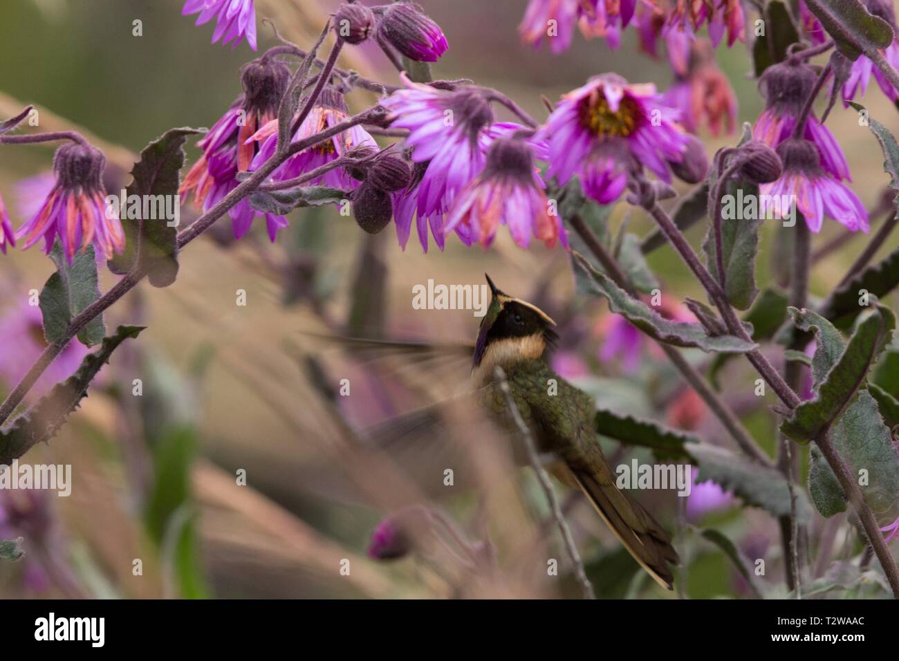 Green-bearded helmetcrest howering next to pink flower, Colombia hummingbird with outstretched wings,hummingbird sucking nectar from blossom,high alti Stock Photo