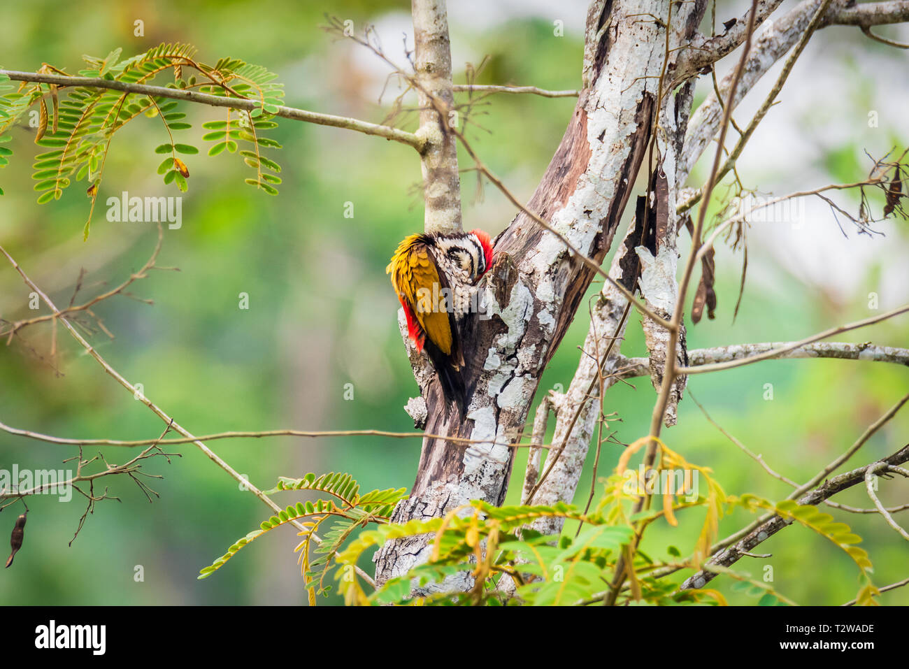 Greater Flameback woodpeckers male greenbackground in nature Stock Photo