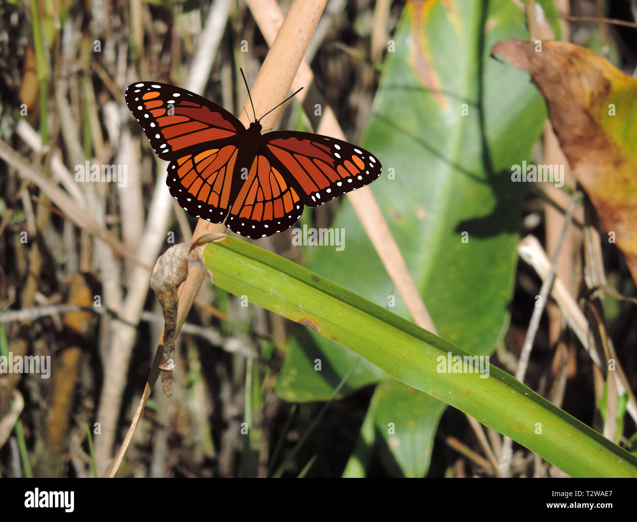 Everglades Butterfly Digital Illustration on Natural Background Graphic Design Stock Photo Alamy