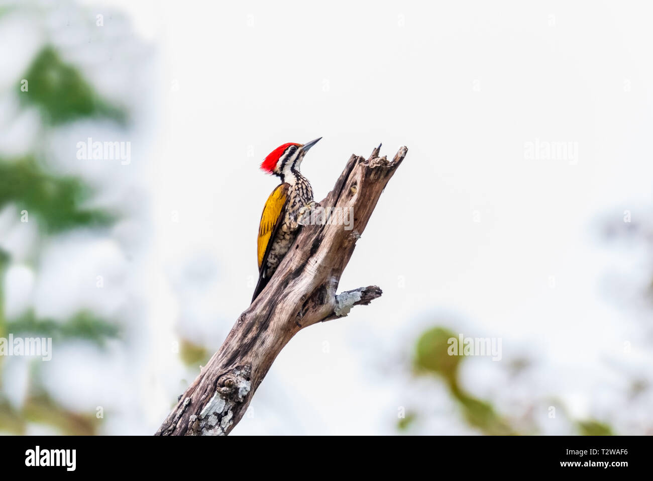 Greater Flameback woodpeckers male greenbackground in nature Stock Photo