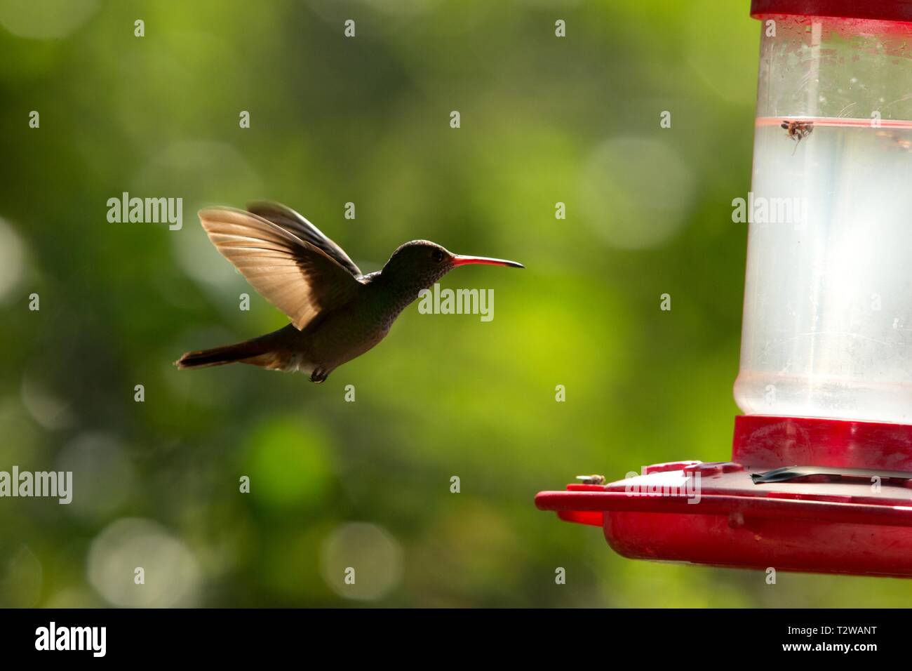 Rufous-tailed hummingbird with outstretched wings,tropical forest,Peru,bird hovering next to red feeder with sugar water, garden,clear background,natu Stock Photo