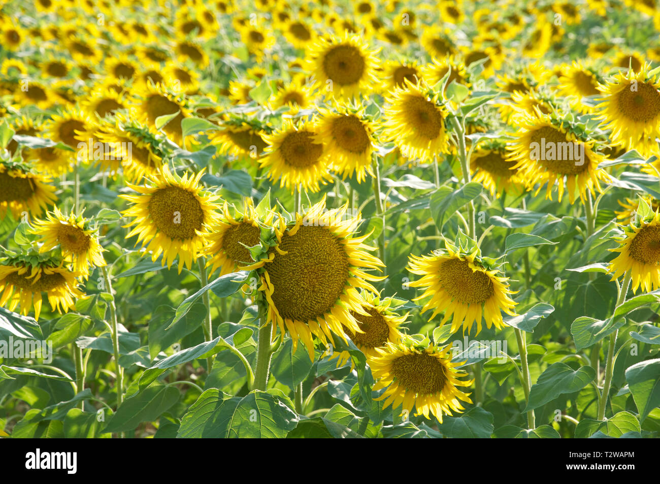 Summertime in the French countryside. A field of bright yellow Sunflowers, Helianthus Anuus, growing in the Vercors region of La Drôme. Rural France. Stock Photo