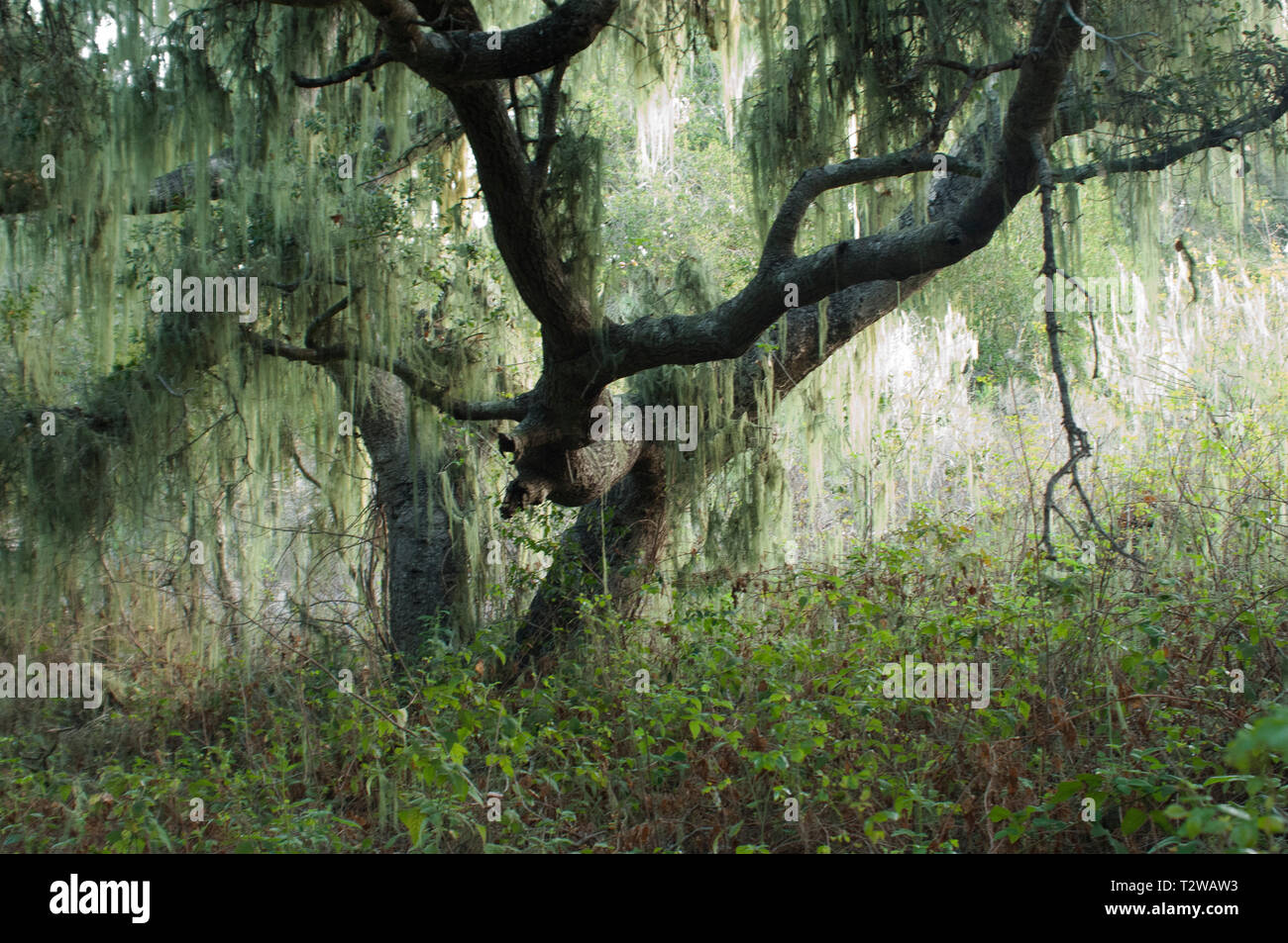Tree draped with Spanish moss near Lompoc, central California coast