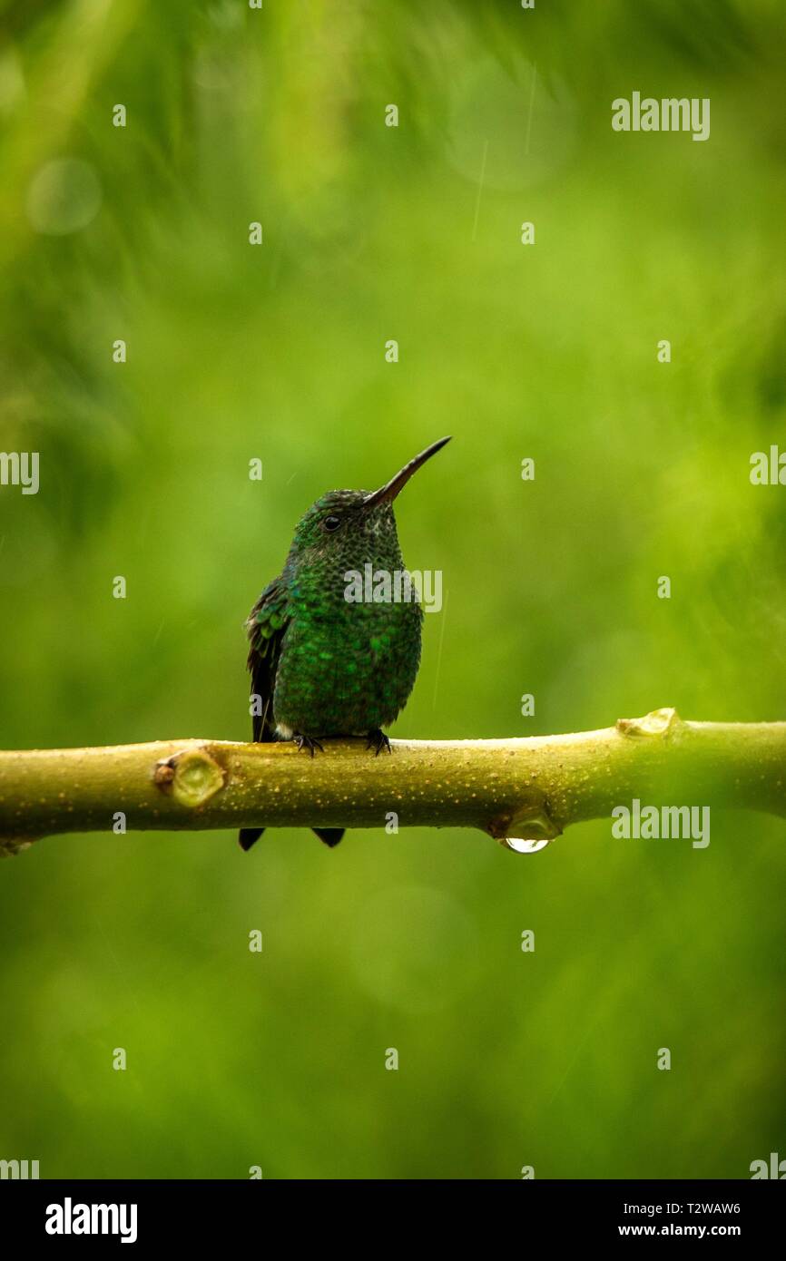 steely-vented hummingbird sitting on branch in rain, hummingbird from tropical rain forest,Colombia,bird perching,tiny beautiful bird resting on tree  Stock Photo