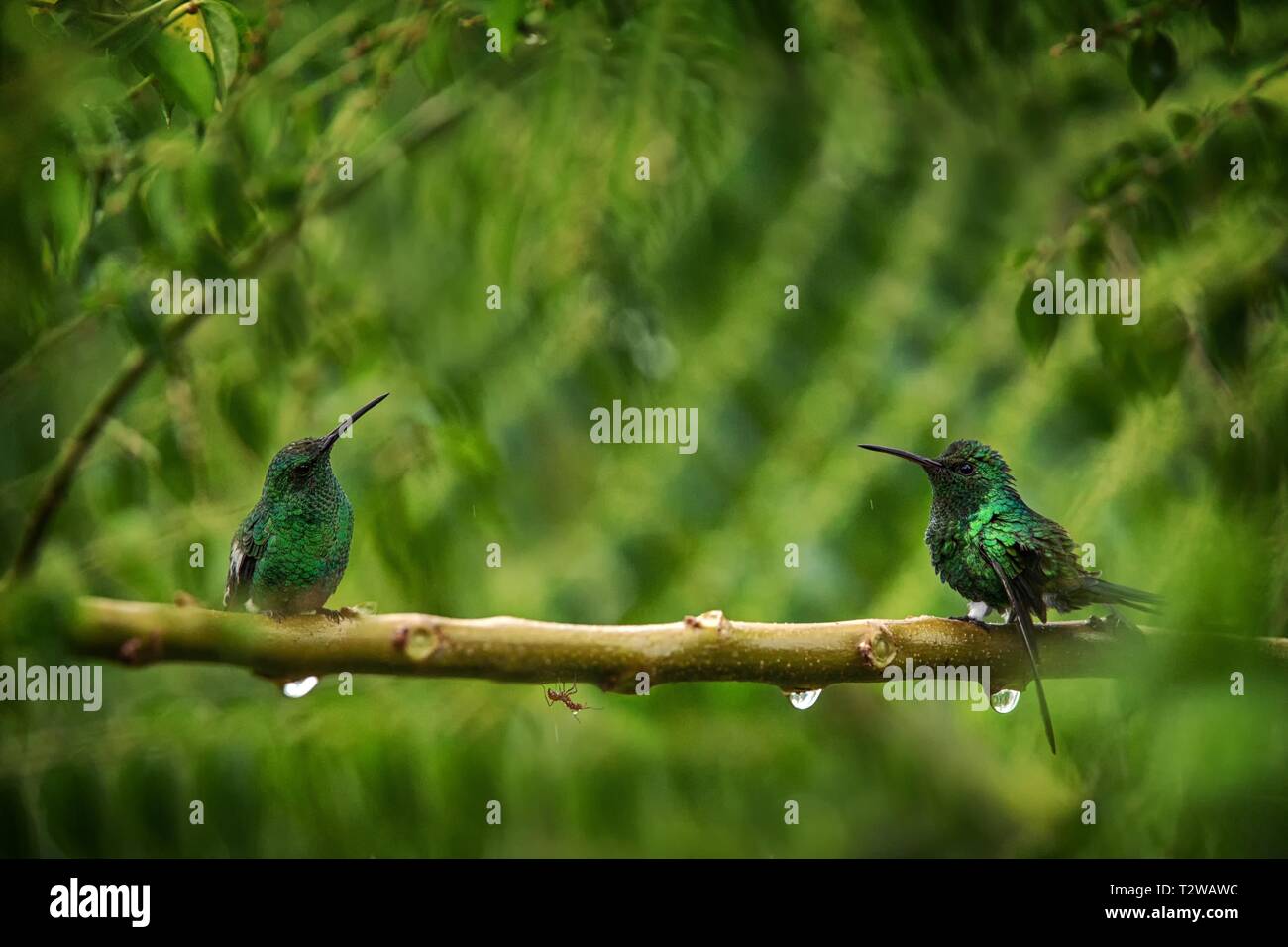 Two hummingbirds Glowing Puffleg sitting on branch in rain in tropical  forest,Colombia,bird perching,tiny beautiful bird resting on tree in garden,cl Stock Photo