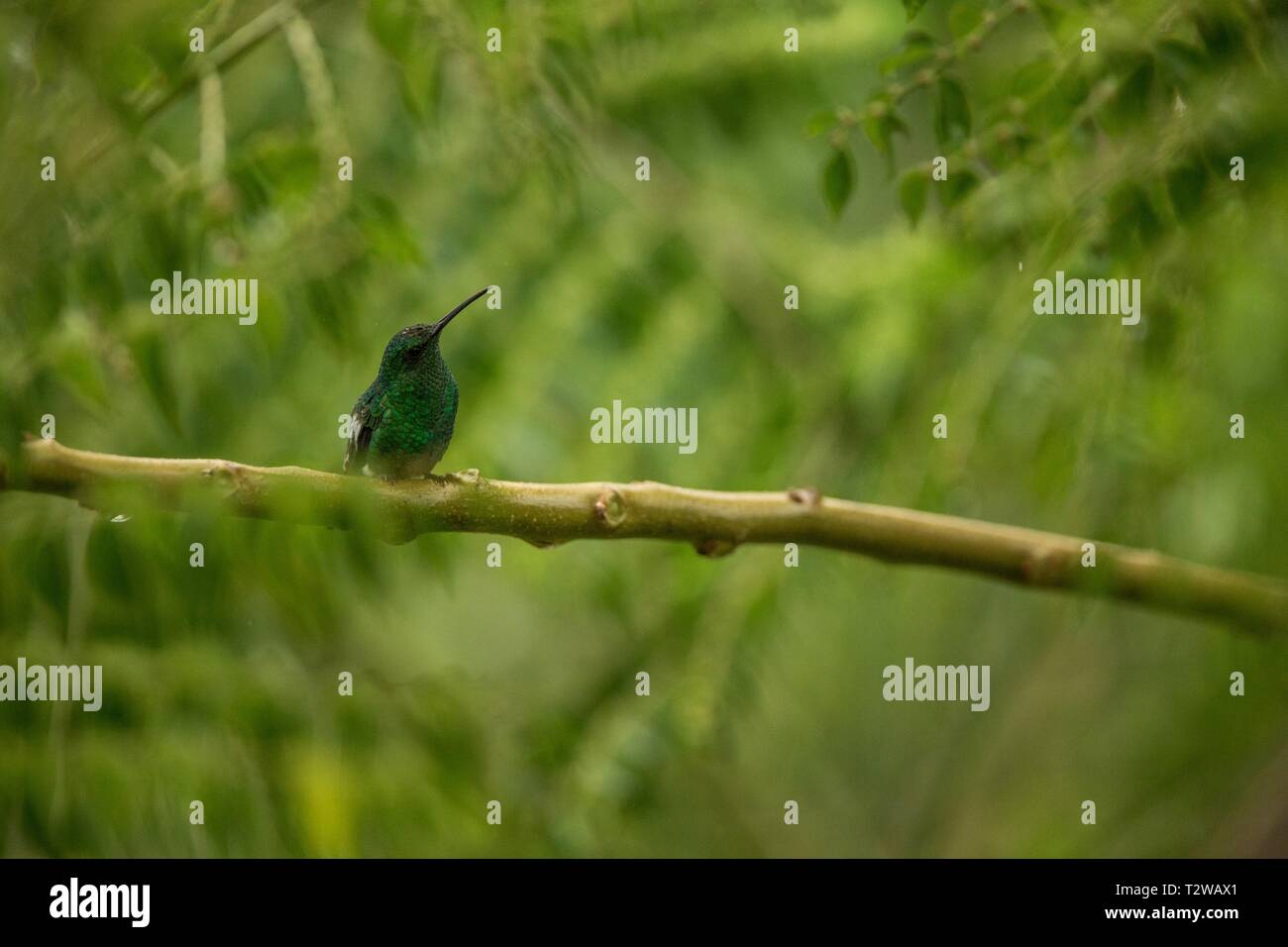 steely-vented hummingbird sitting on branch in rain, hummingbird from tropical rain forest,Colombia,bird perching,tiny beautiful bird resting on tree  Stock Photo