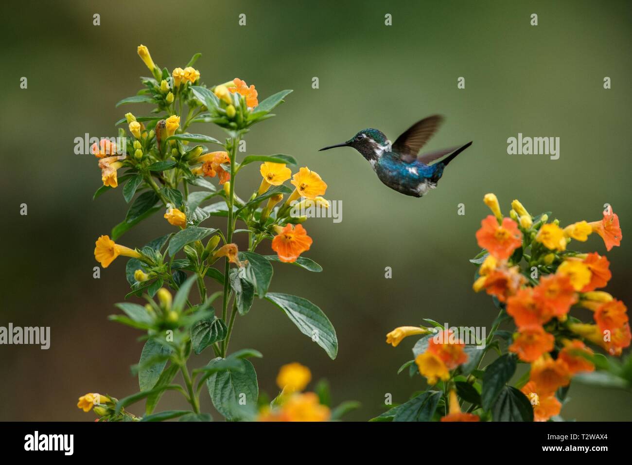 Endemic Santa Marta woodstar hovering next to yellow flowers in garden,hummingbird with outstretched wings,Colombia,bird,clear background,nature scene Stock Photo