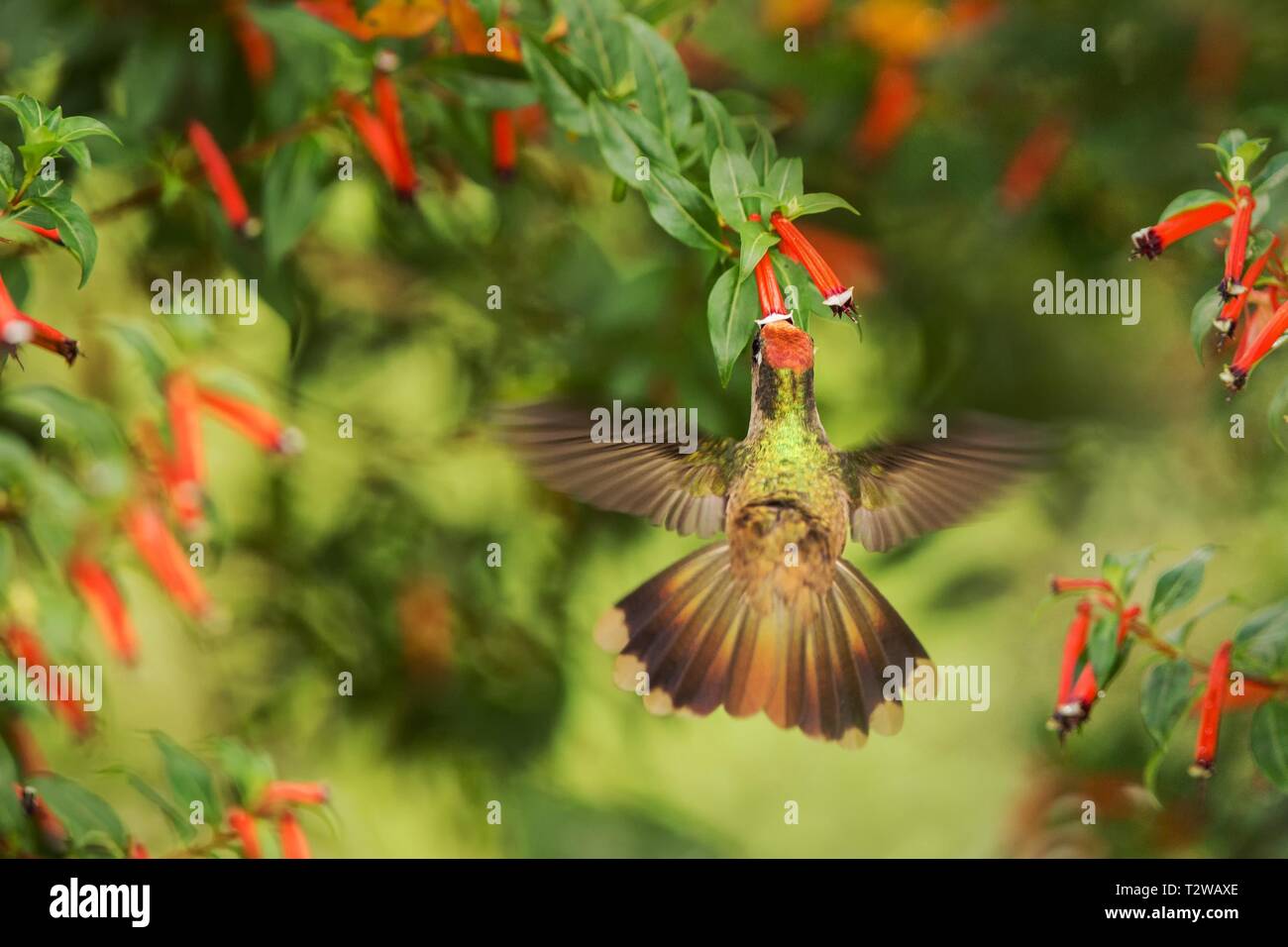Endemic hummingbird hovering next to red flower in rain,tropical forest, Colombia, bird sucking nectar from blossom in garden,beautiful hummingbird wi Stock Photo