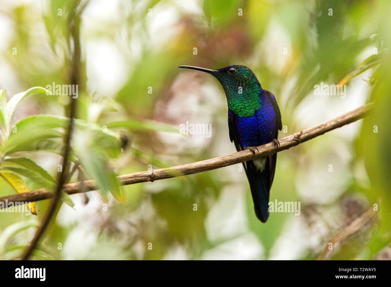Green-crowned woodnymph sitting on branch, hummingbird from tropical forest,Ecuador,bird perching,tiny bird resting in rainforest,clear colorful backg Stock Photo
