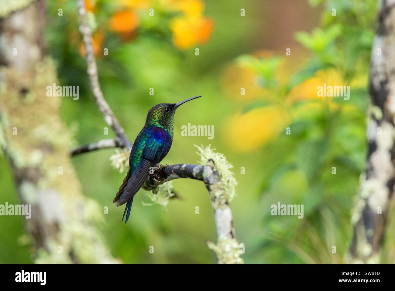 Flora crowned garden flowers hi-res stock photography and images - Alamy