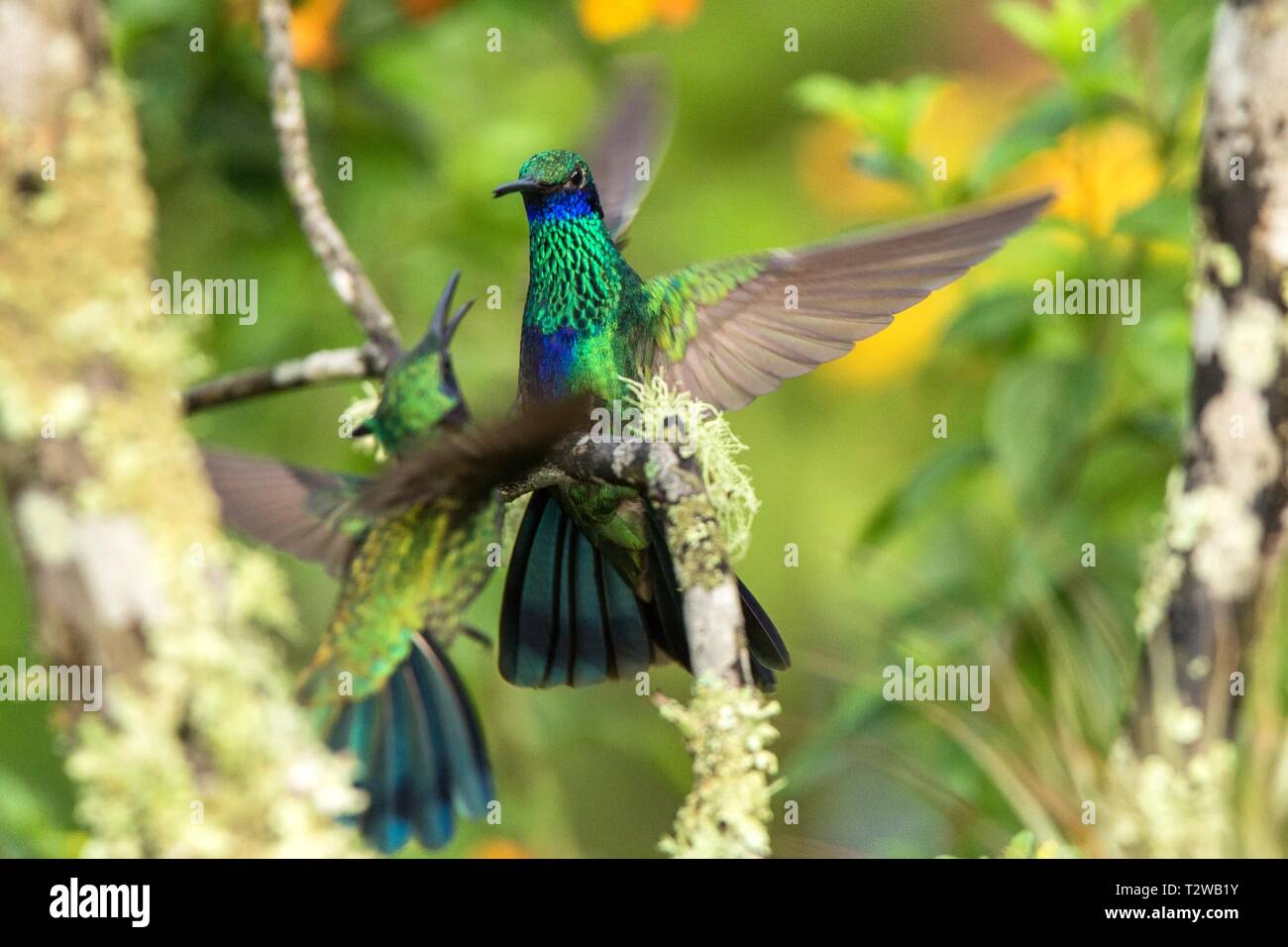 Green violet-ear sitting on branch, hummingbird from tropical forest,Ecuador,bird perching,tiny bird with outstretched wings,clear colorful background Stock Photo