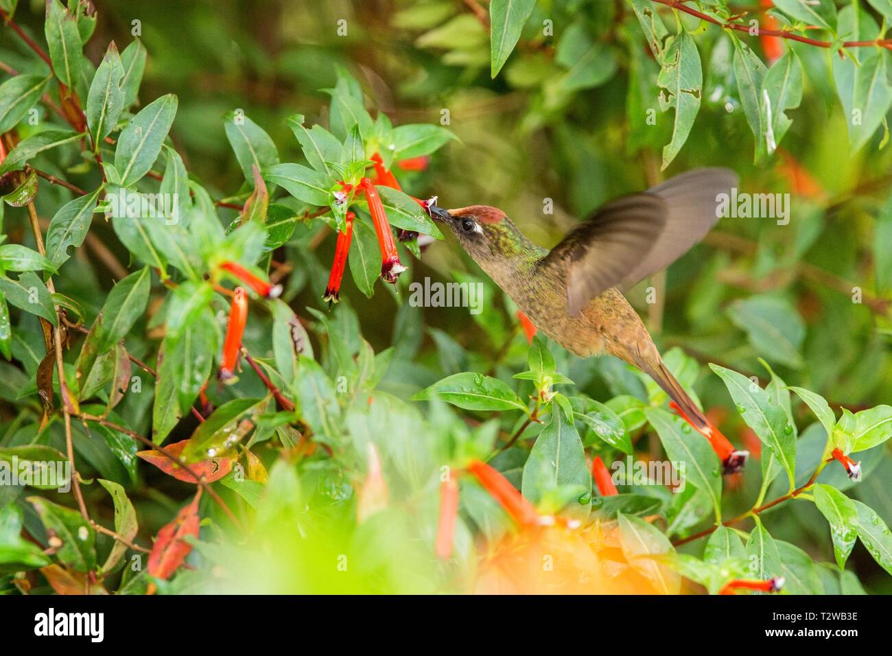 Endemic hummingbird hovering next to red flower in rain,tropical forest, Colombia, bird sucking nectar from blossom in garden,beautiful hummingbird wi Stock Photo