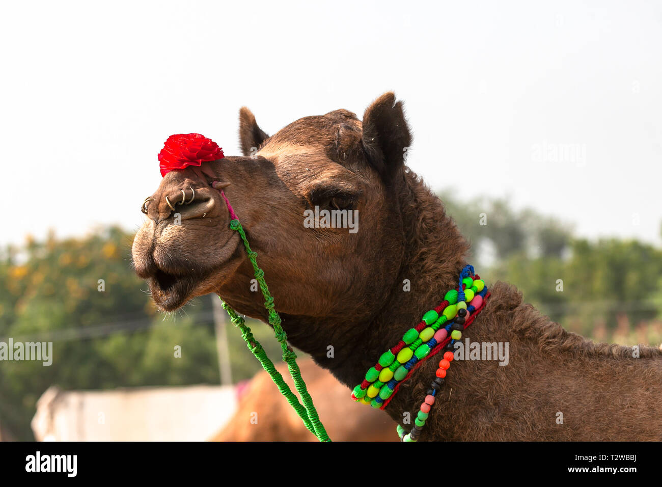 Decorated camel at the Pushkar fair. AsiaThis fair is the largest camel