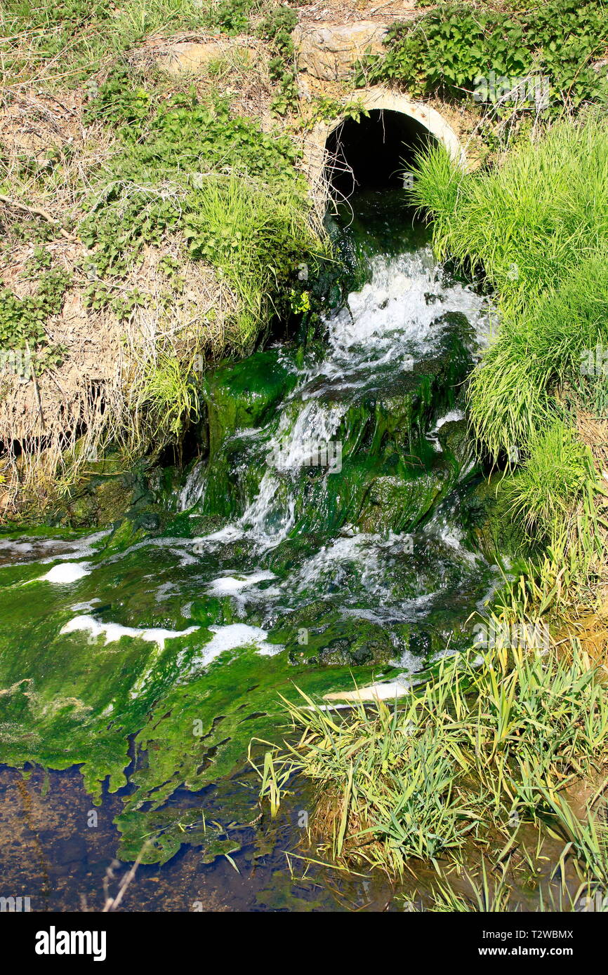 Algae formation in the course of a sewage treatment plant Stock Photo