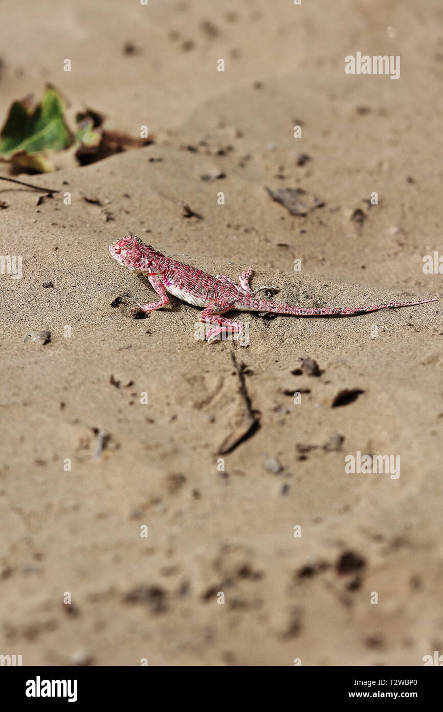 Phrynocephalus versicolor or variegated toad head agama lizard ...
