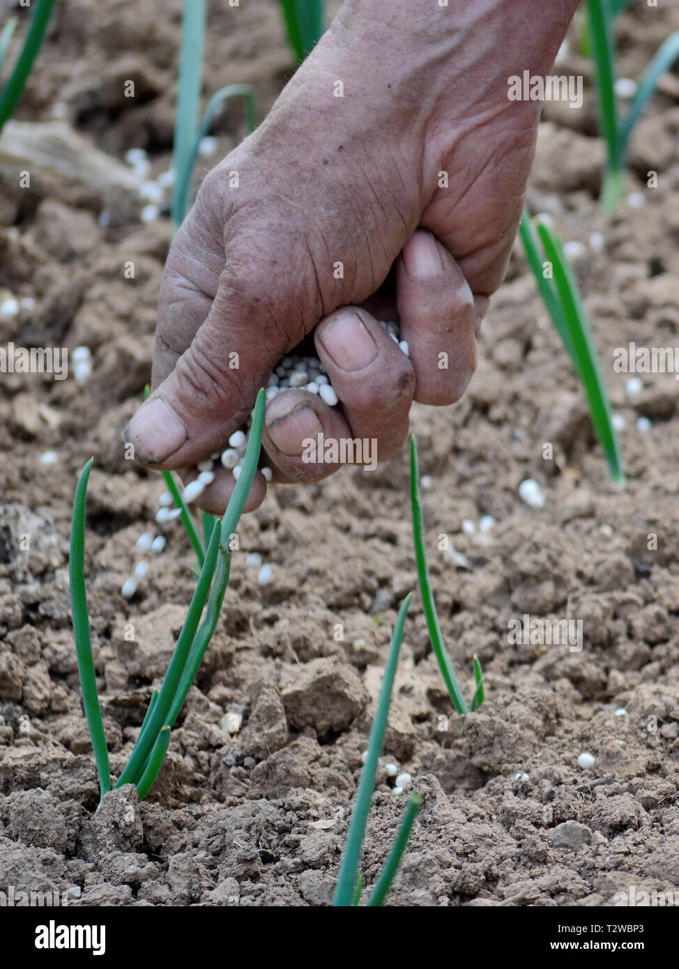 Close up of a old man hand holding fertilizer in the garden Stock Photo