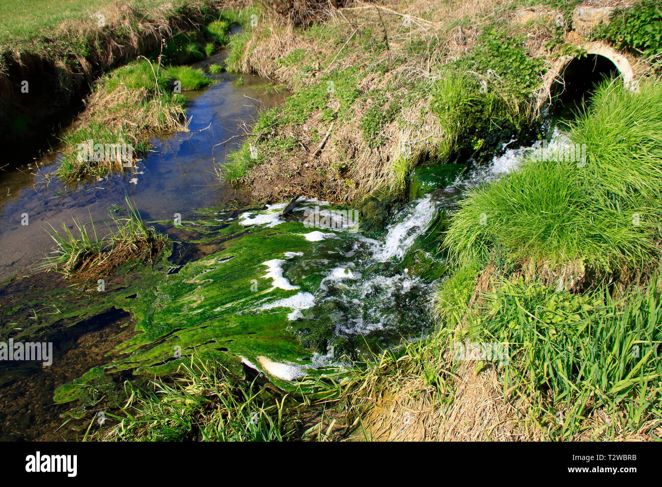 Algae formation in the course of a sewage treatment plant Stock Photo