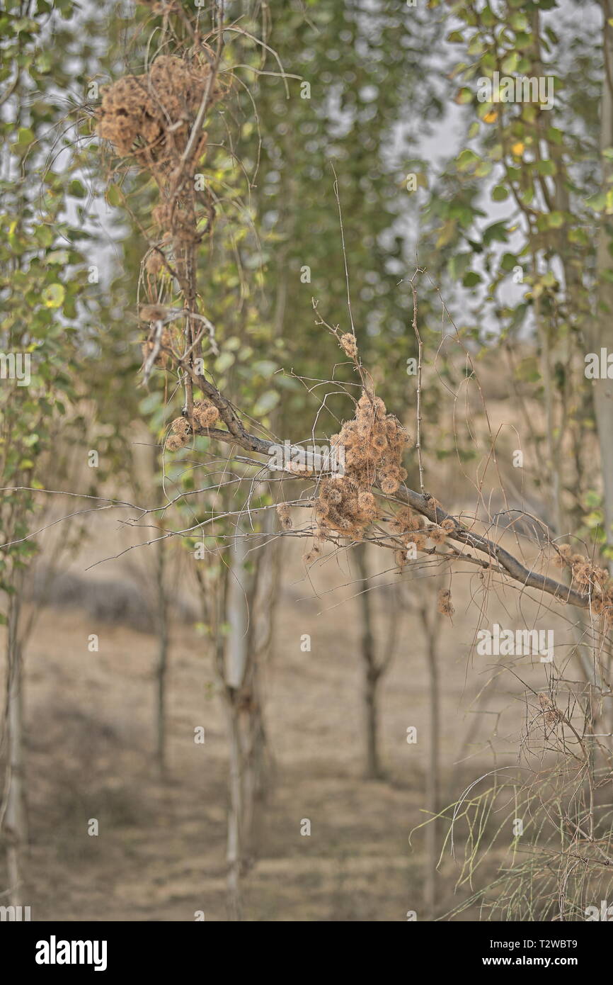 Dry catkins-rose willow trees-desert poplars. Hotan City area-Taklamakan Desert-Xinjiang-China-0073 Stock Photo
