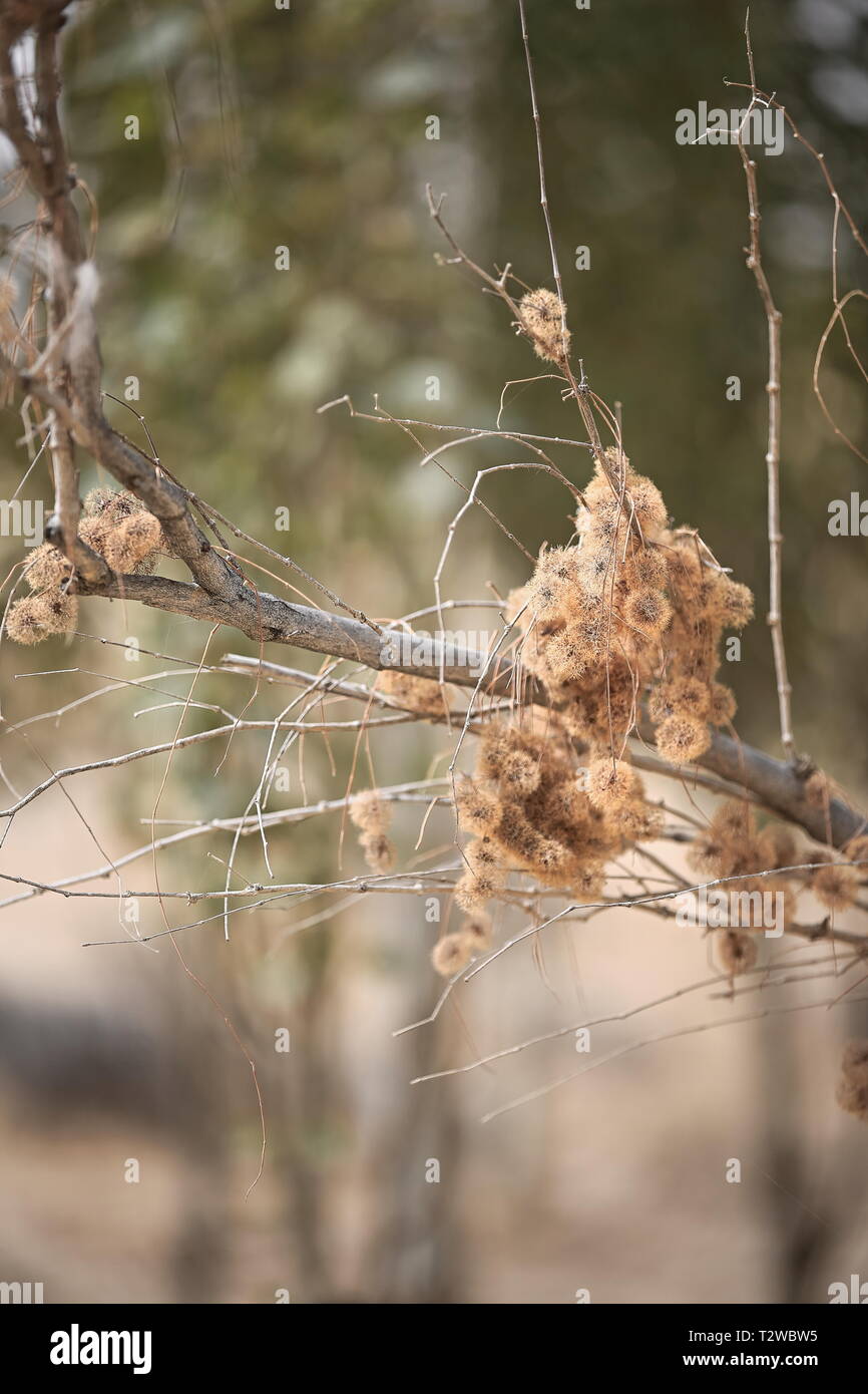 Dry catkins-rose willow trees-desert poplars. Hotan City area-Taklamakan Desert-Xinjiang-China-0074 Stock Photo