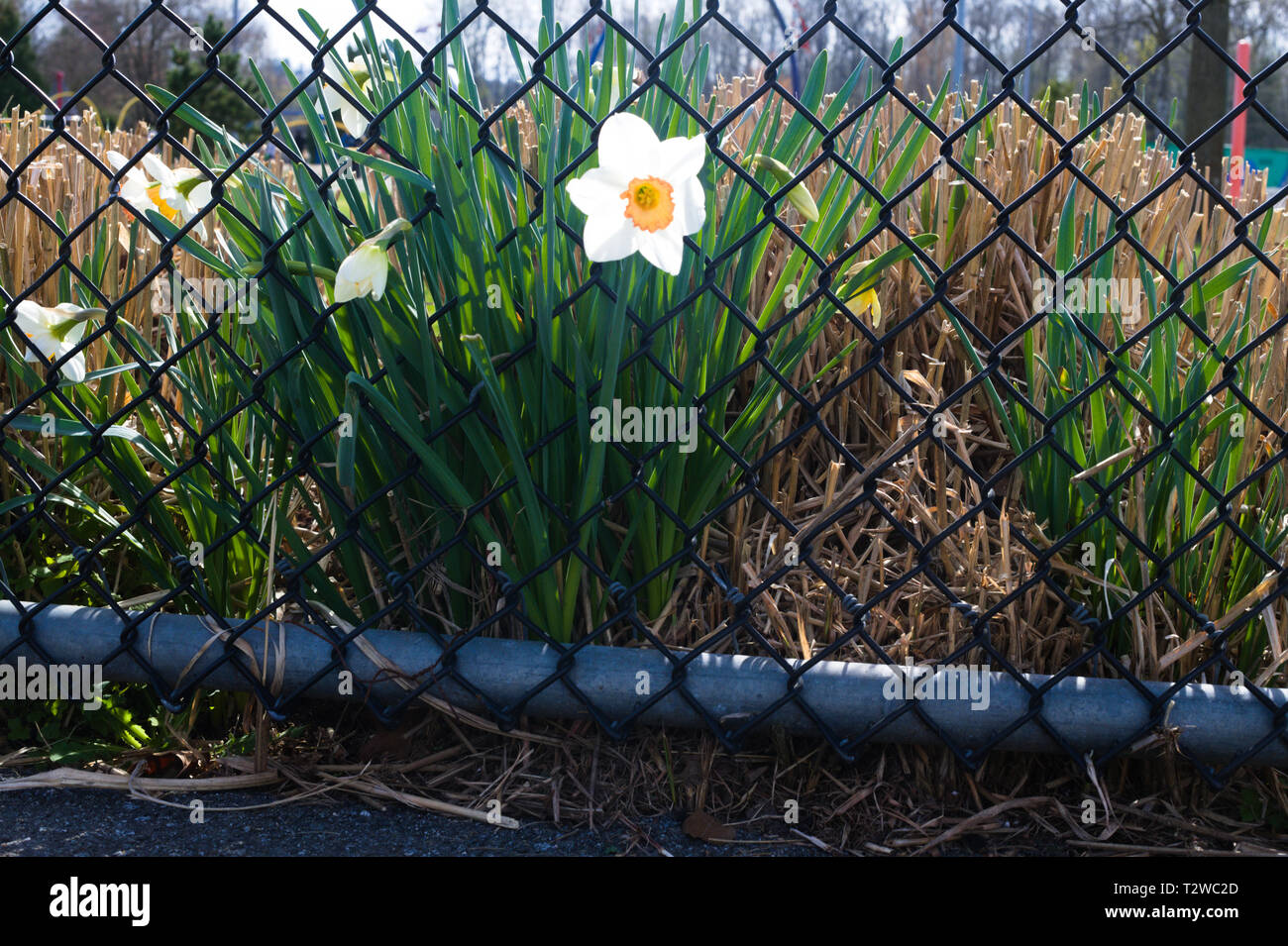 Chainlink fences hi-res stock photography and images - Alamy