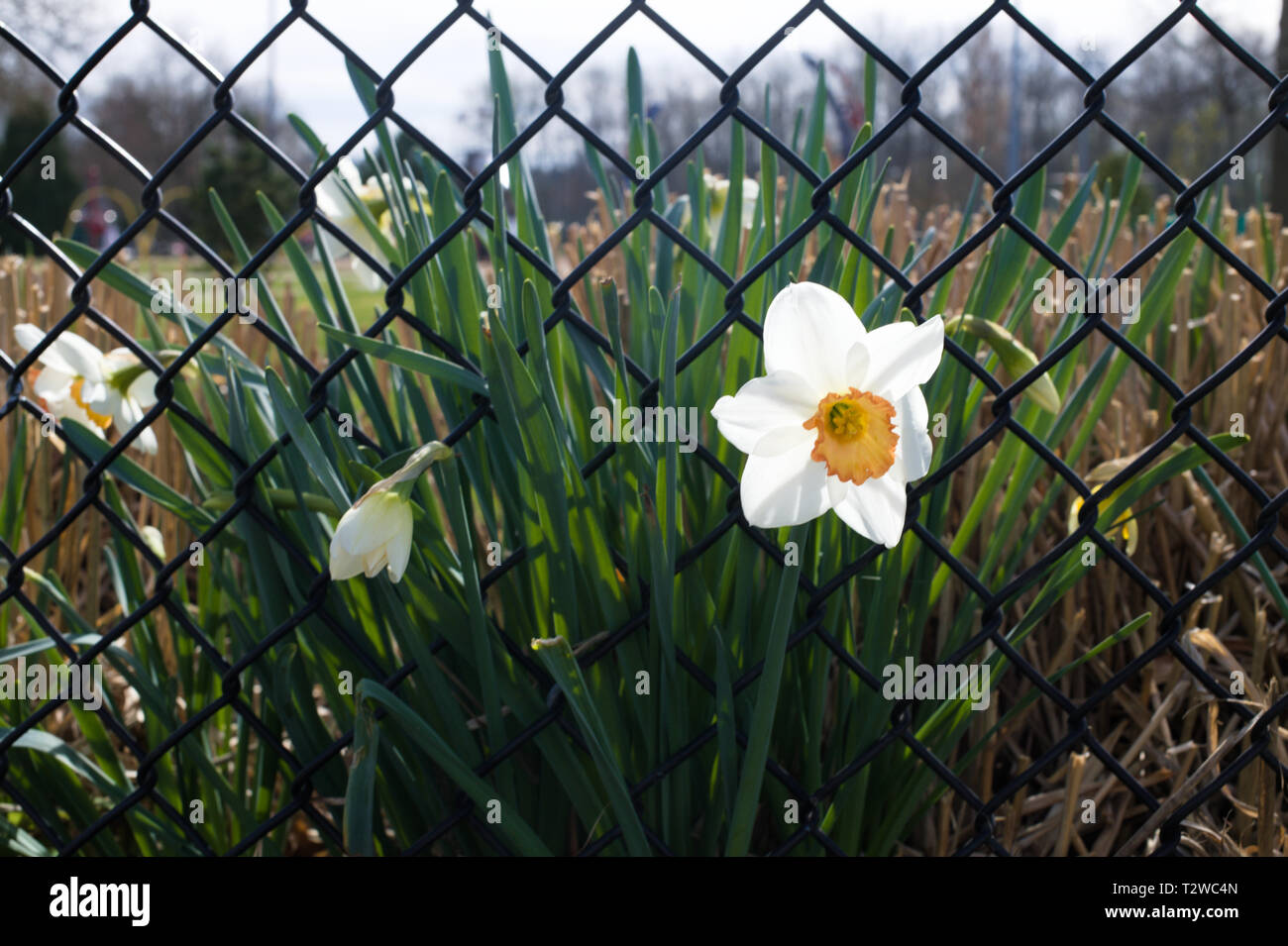Chainlink fences hi-res stock photography and images - Alamy