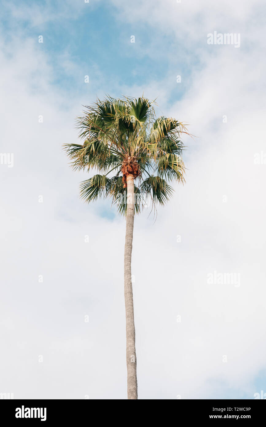 palm tree and sandy beach at Oxnard Beach, California, USA Tote Bag by  TimLA