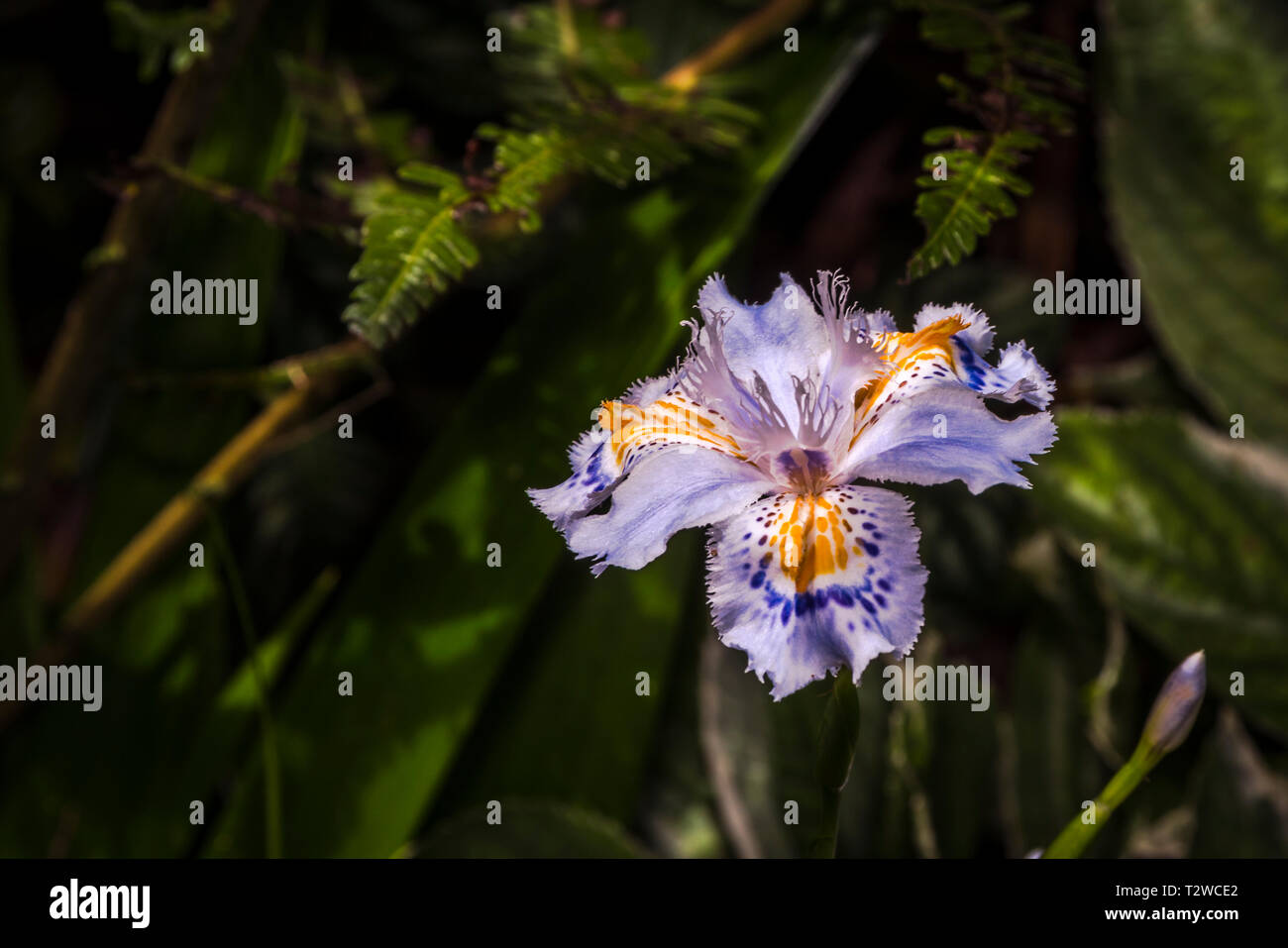 Beautiful purple yellow flower hi-res stock photography and images - Alamy