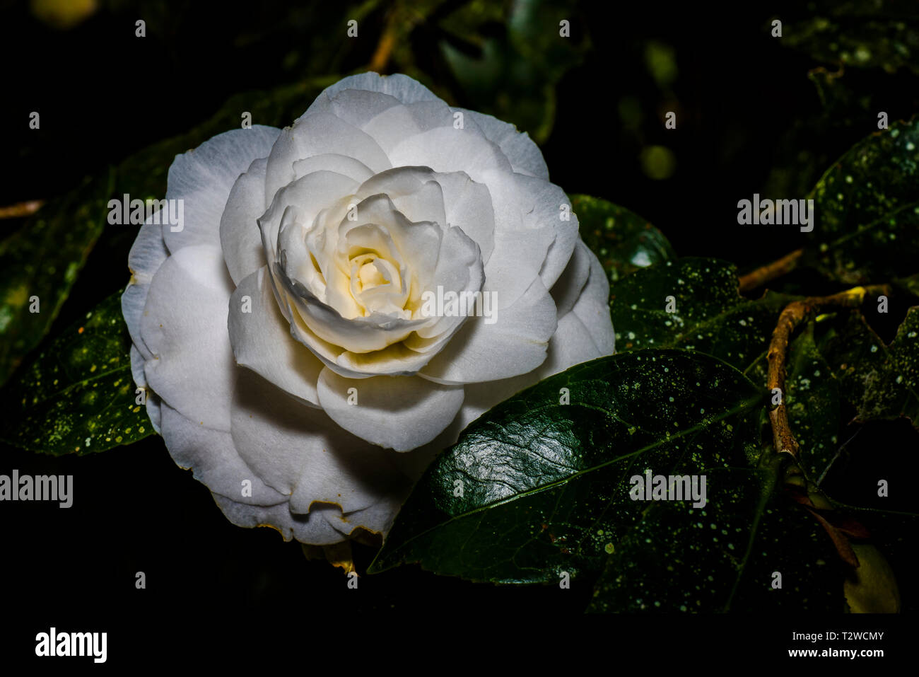 white camellia flower Stock Photo