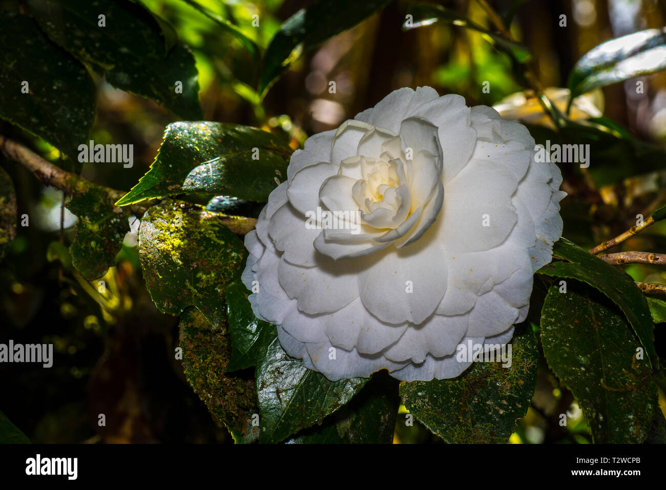 Camellia flower isolated hi-res stock photography and images - Alamy