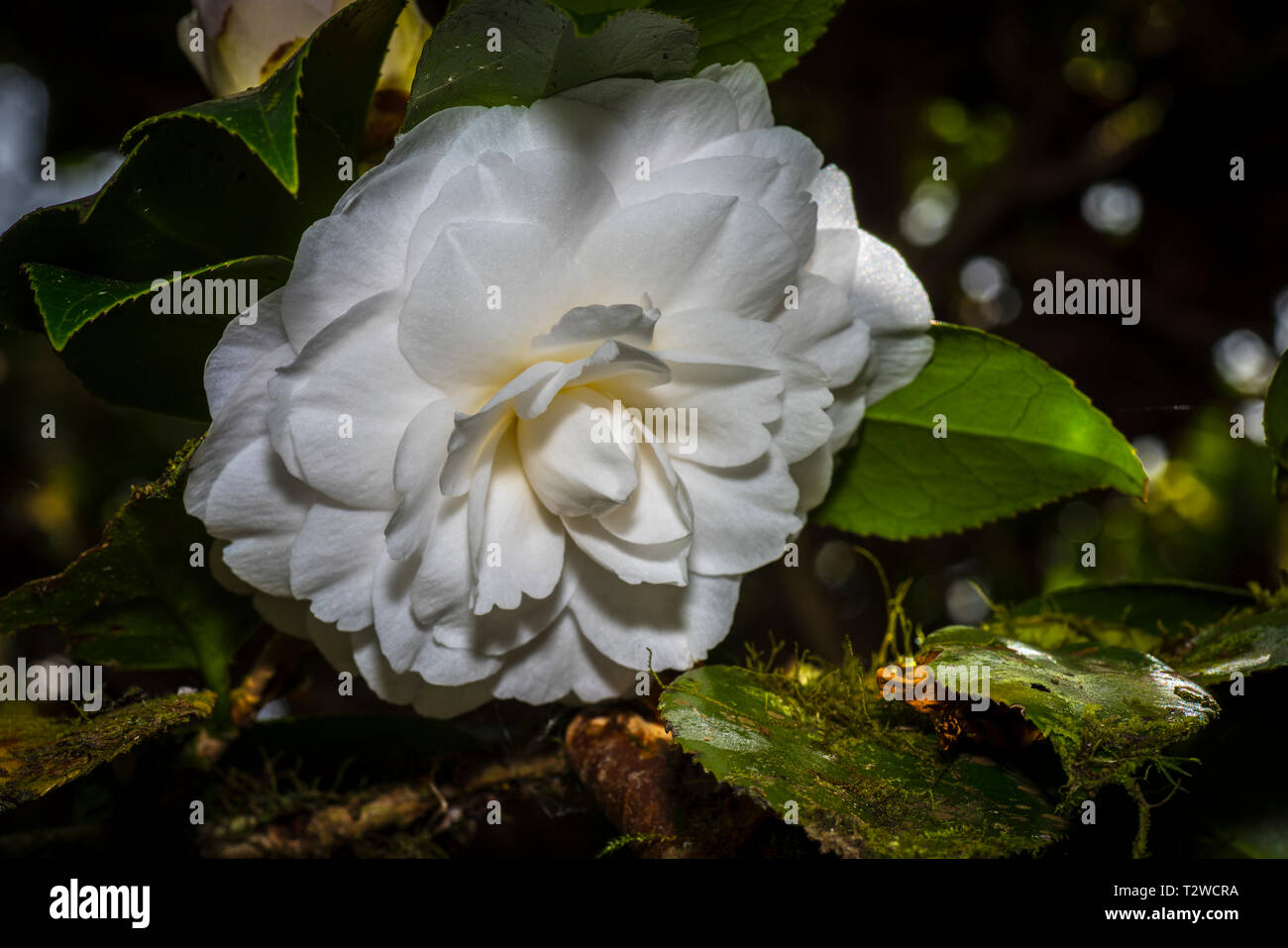 Beautiful flowering camellia hi-res stock photography and images - Alamy