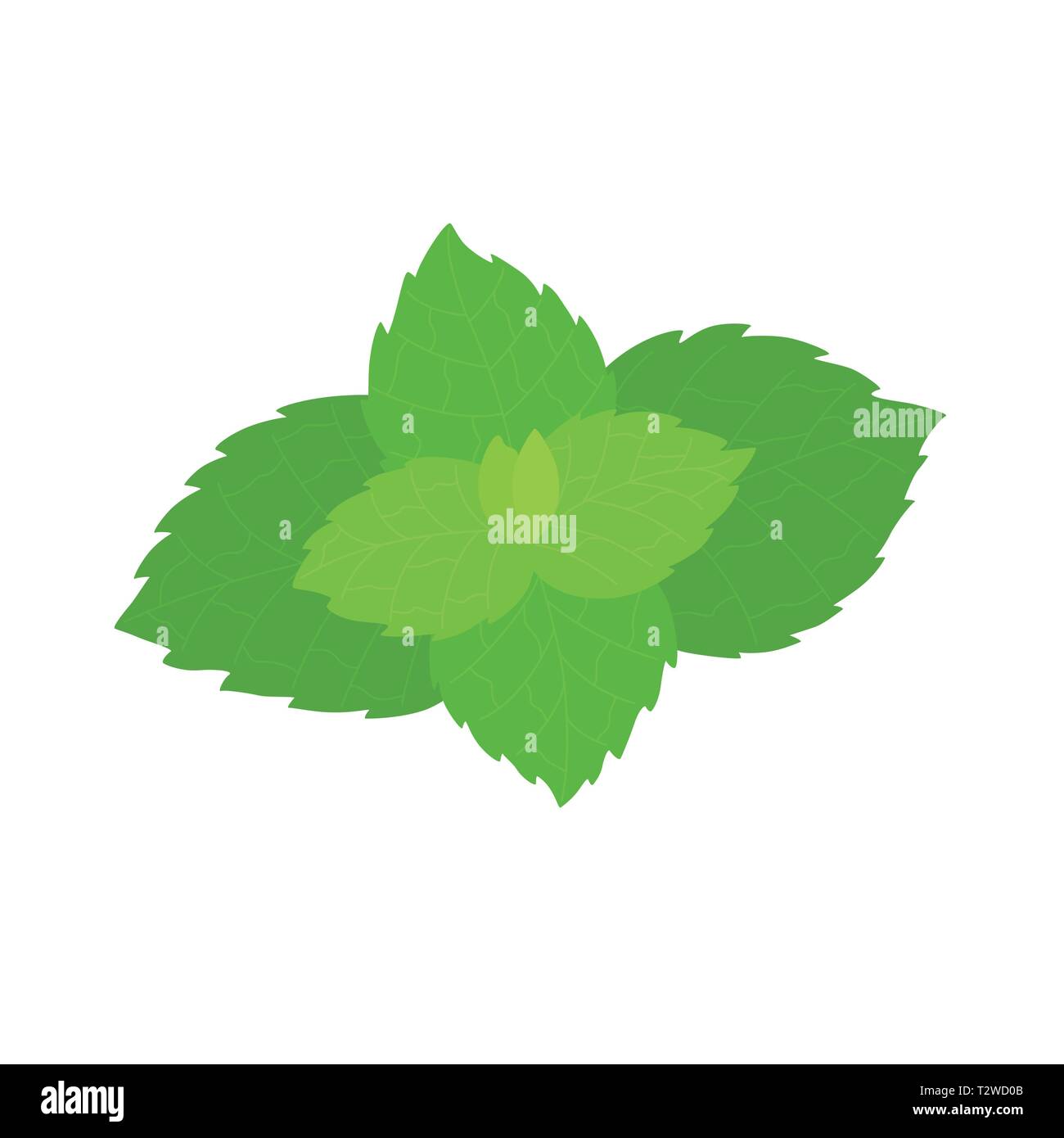 Vector fresh mint leaves on a white background. Vector illustration Stock Vector