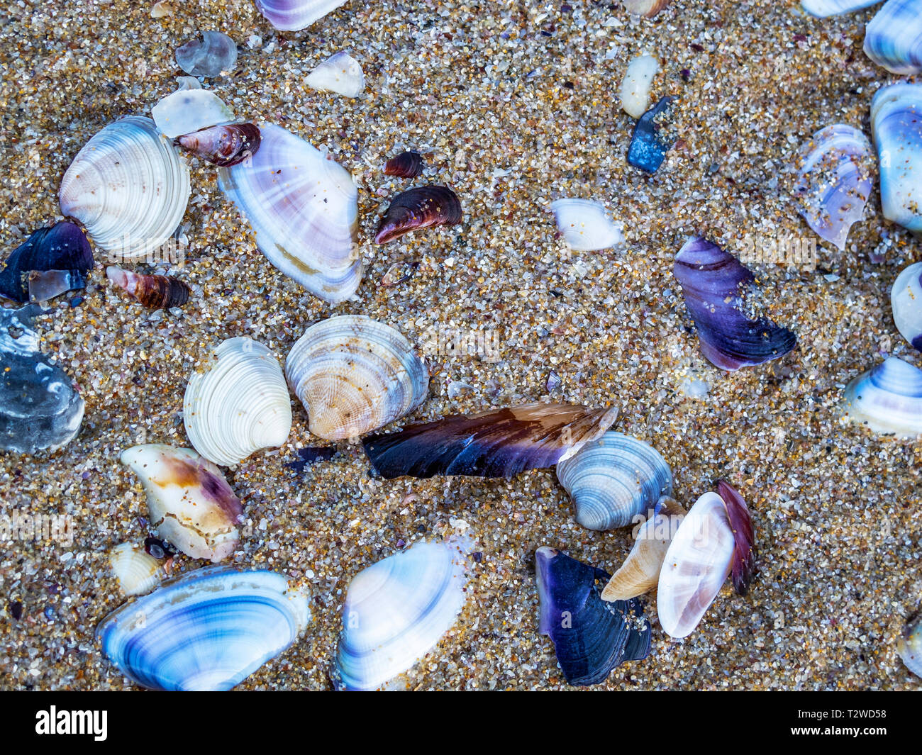Marine Bivalve Mollusks High Resolution Stock Photography and Images