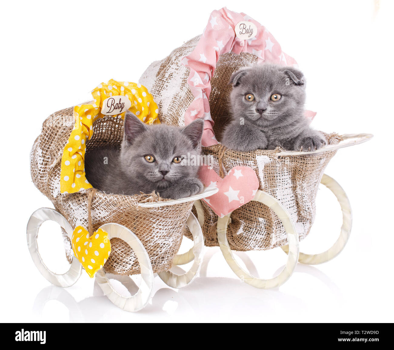 Scottish straight and scottish fold kittens. Two kittens in decorative