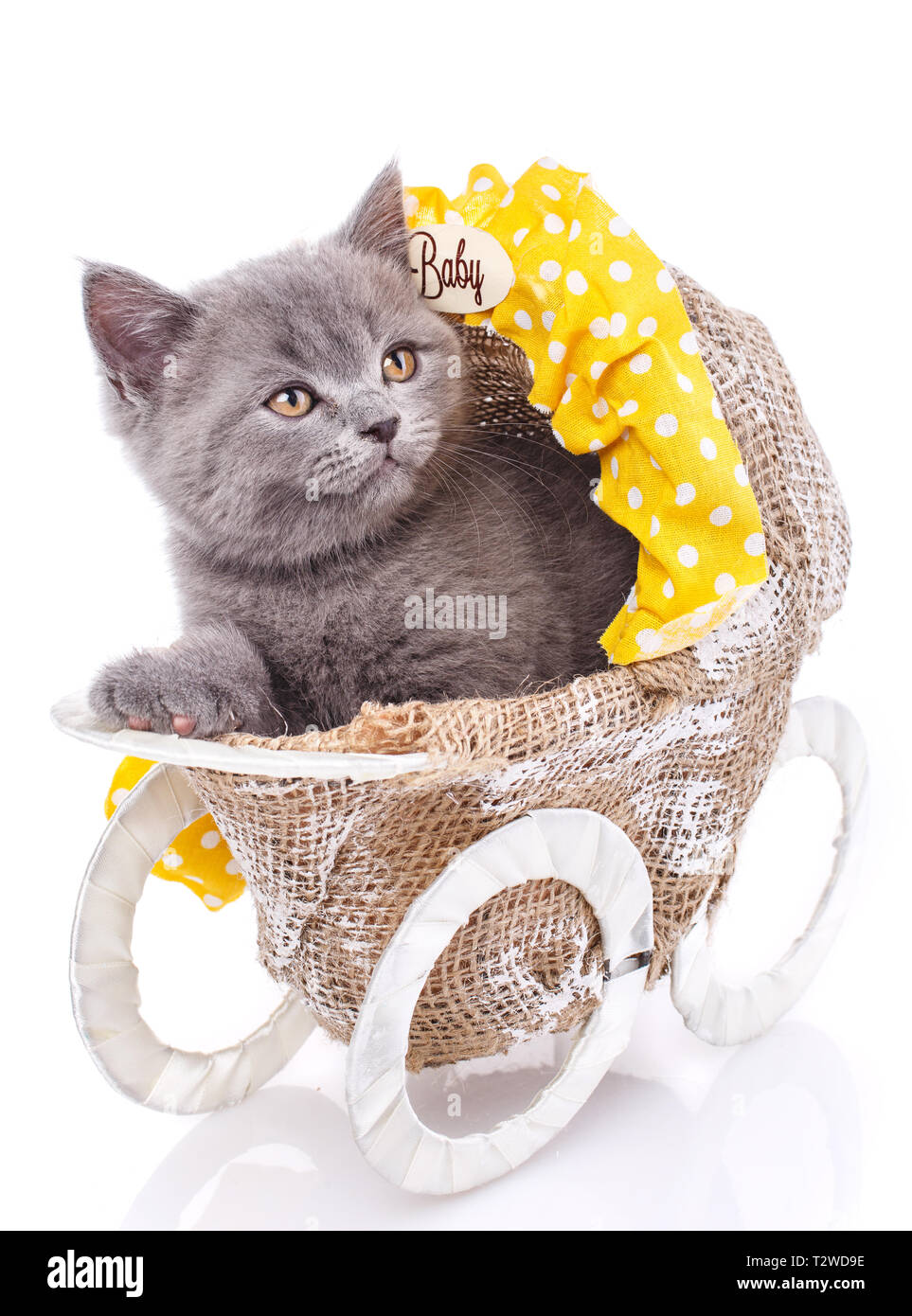 kitten stroller