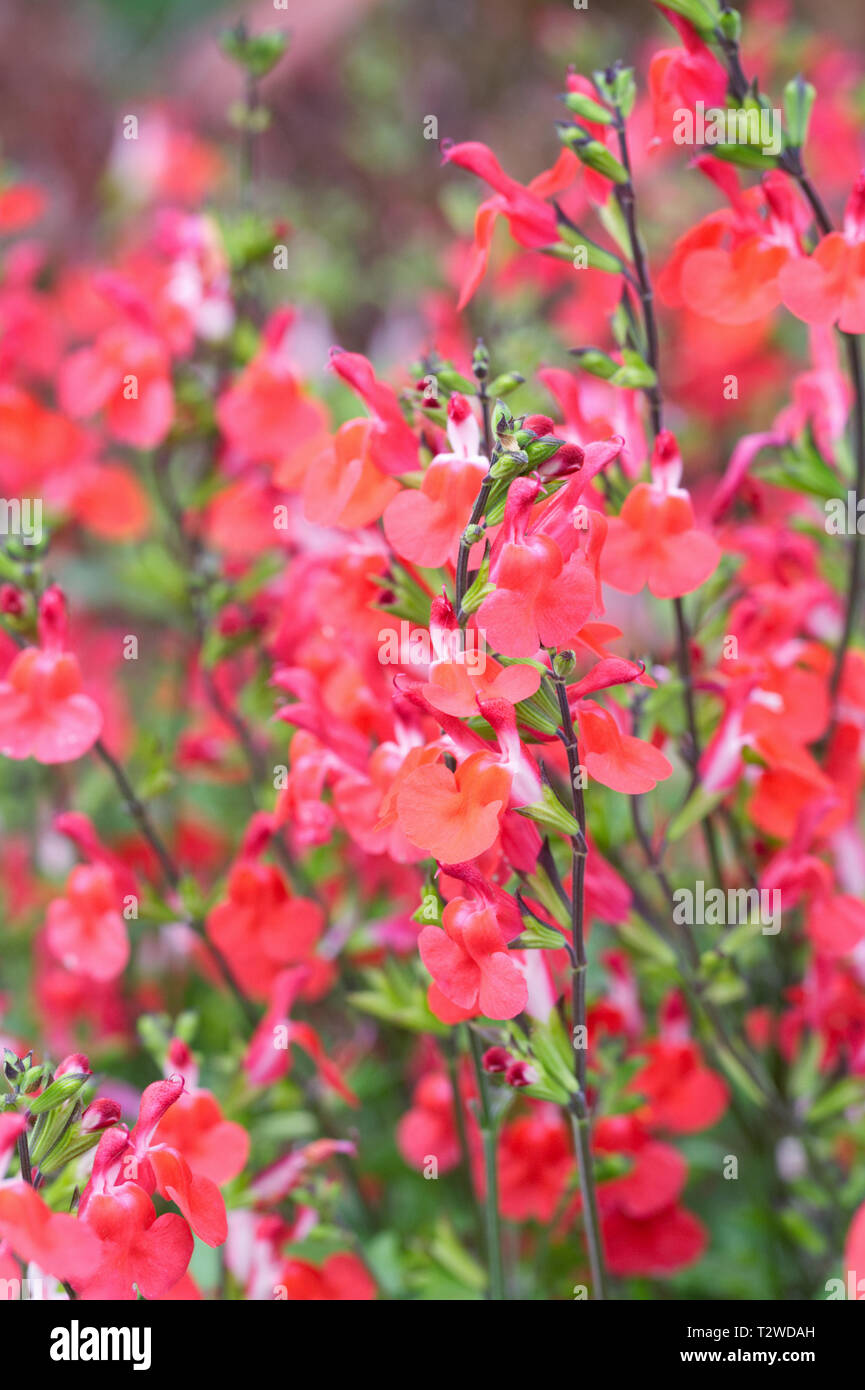 Salvia 'Royal Bumble' flowers. Stock Photo