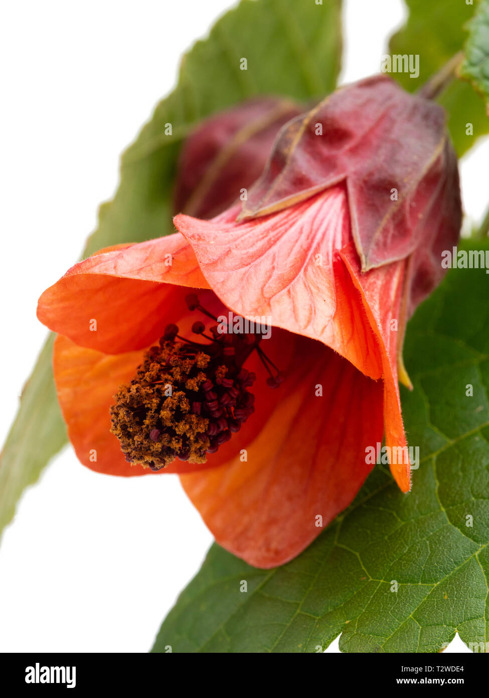 Close up of the orange bell flower of the half hardy, lax growing shrub, Abutilon 'Patrick Synge', on a white background Stock Photo