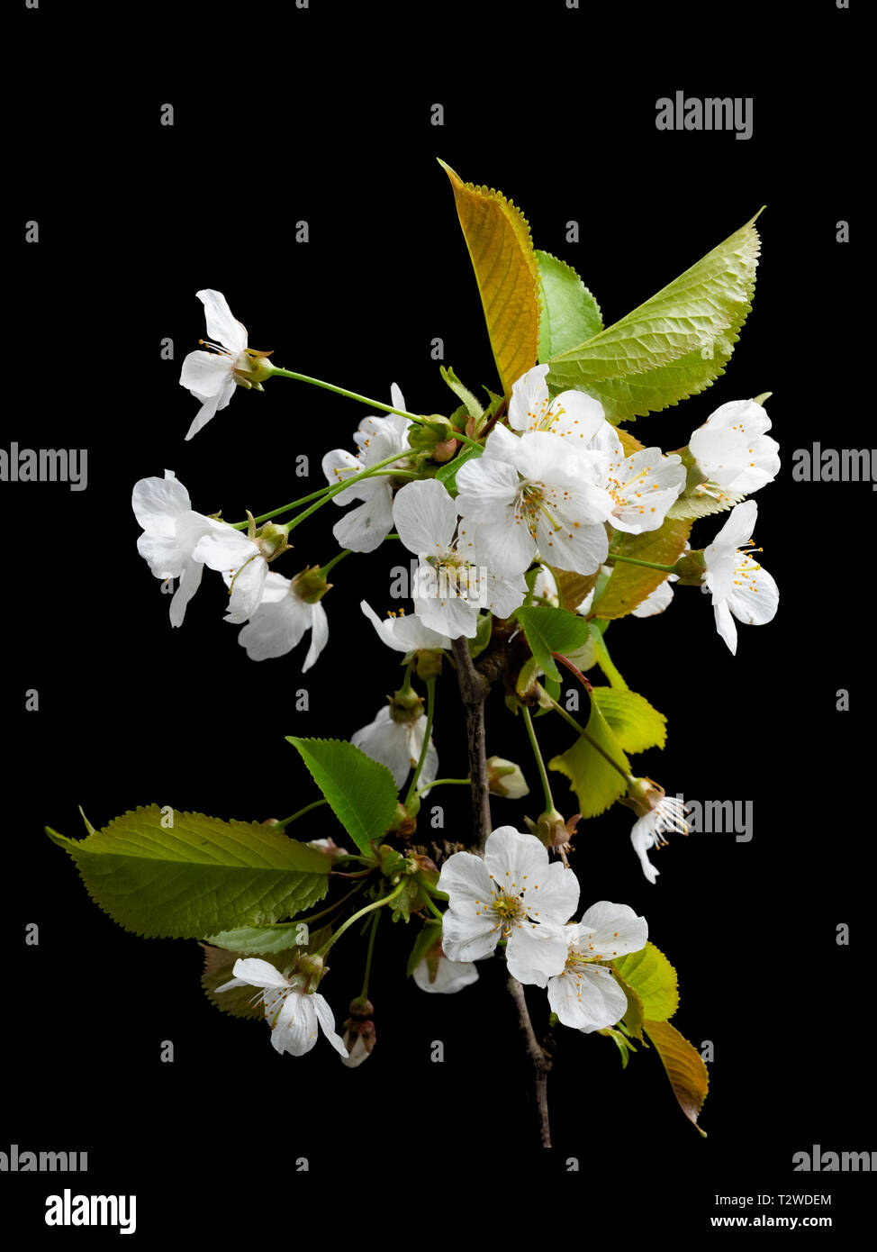 White single flowers of the wild cherry tree, Prunus avium, in early spring bloom against a black background Stock Photo