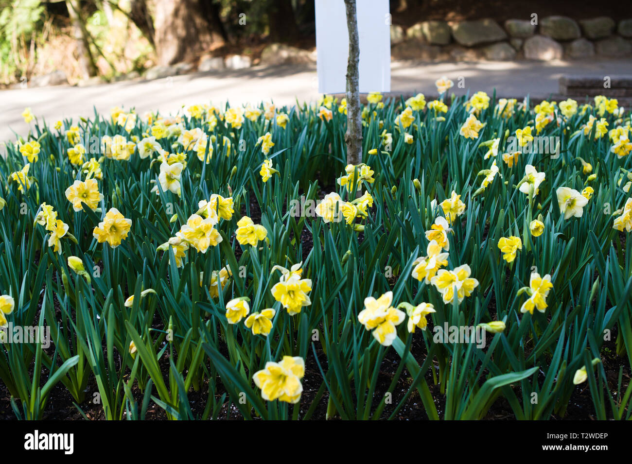 Green park floral flowers hires stock photography and images Alamy